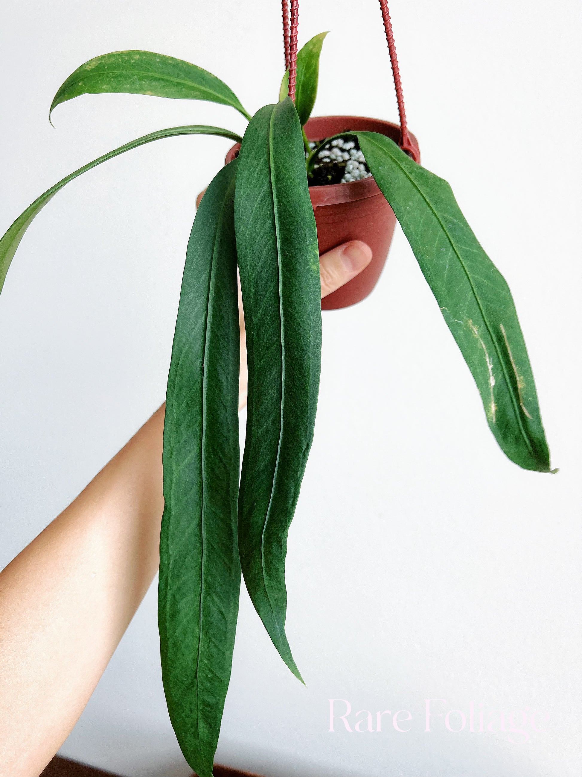 anthurium pallidiflorum vs vittarifolium Anthurium Vittarifolium 4" Hanging Basket