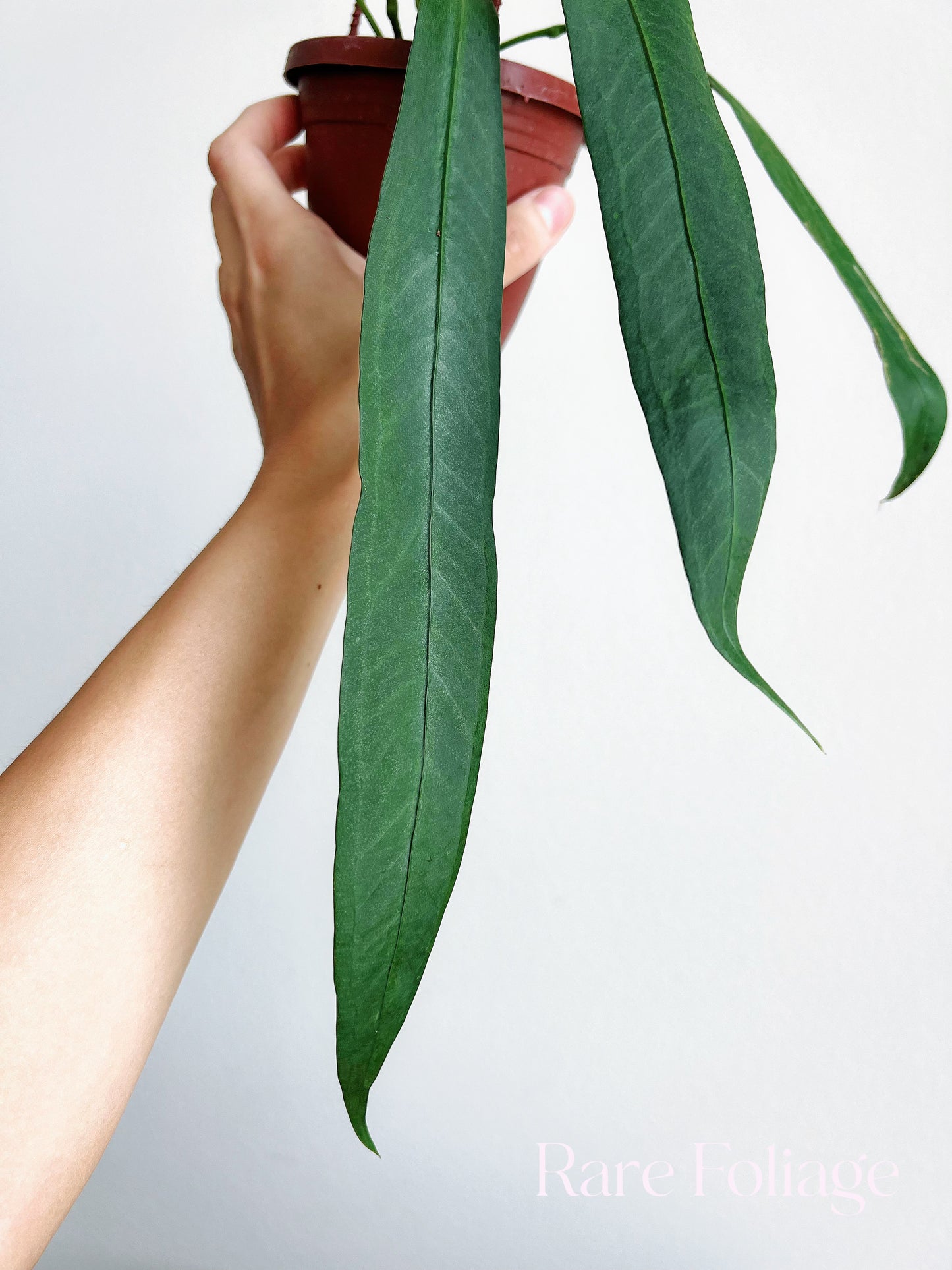 Anthurium Vittarifolium 4" Hanging Basket