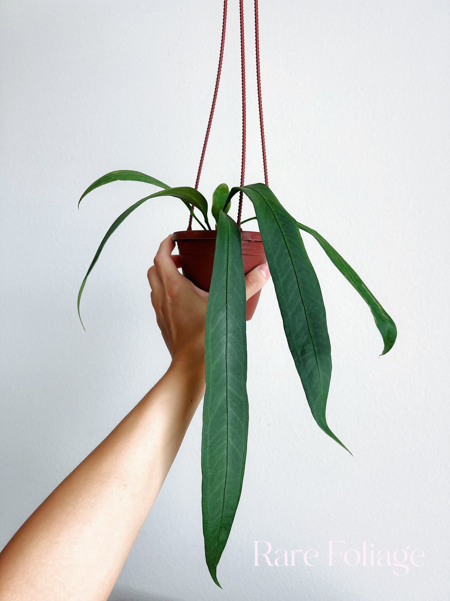 Anthurium Vittarifolium 4" Hanging Basket