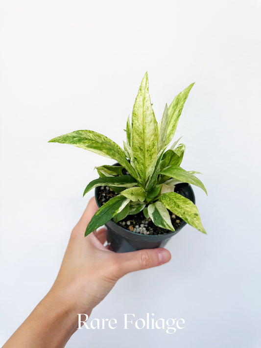 Anthurium Vittarifolium Highly Variegted 4"