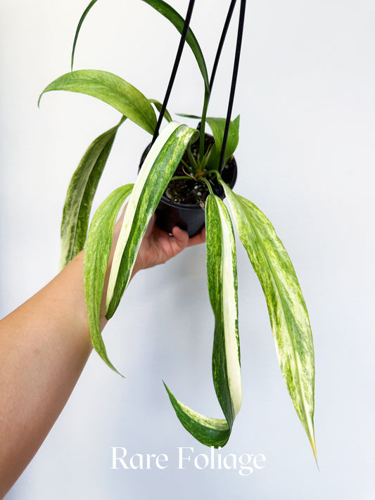Anthurium Vittarifolium Variegated 4" Hanging Basket