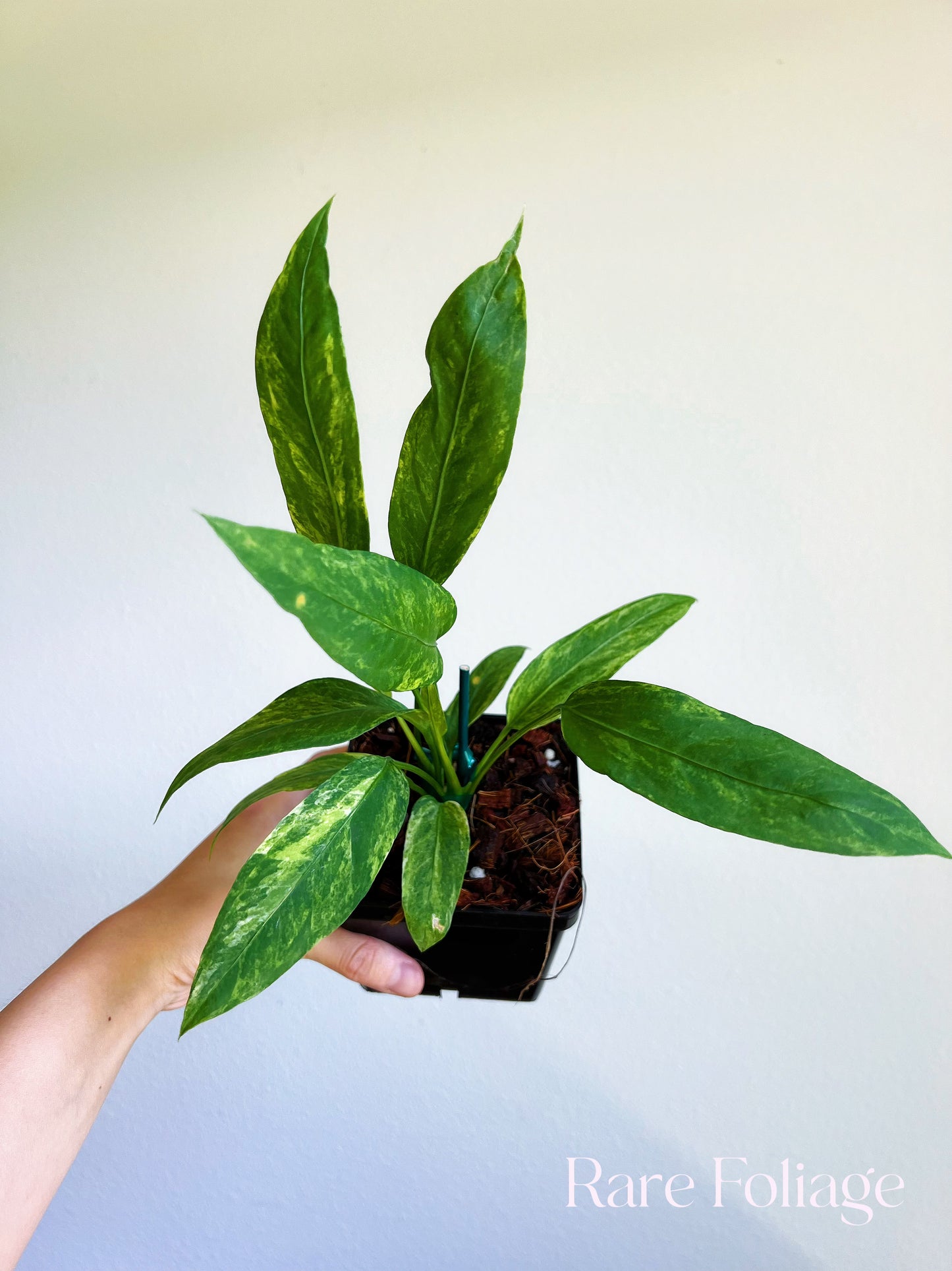 Anthurium Vittarifolium Variegted 4"