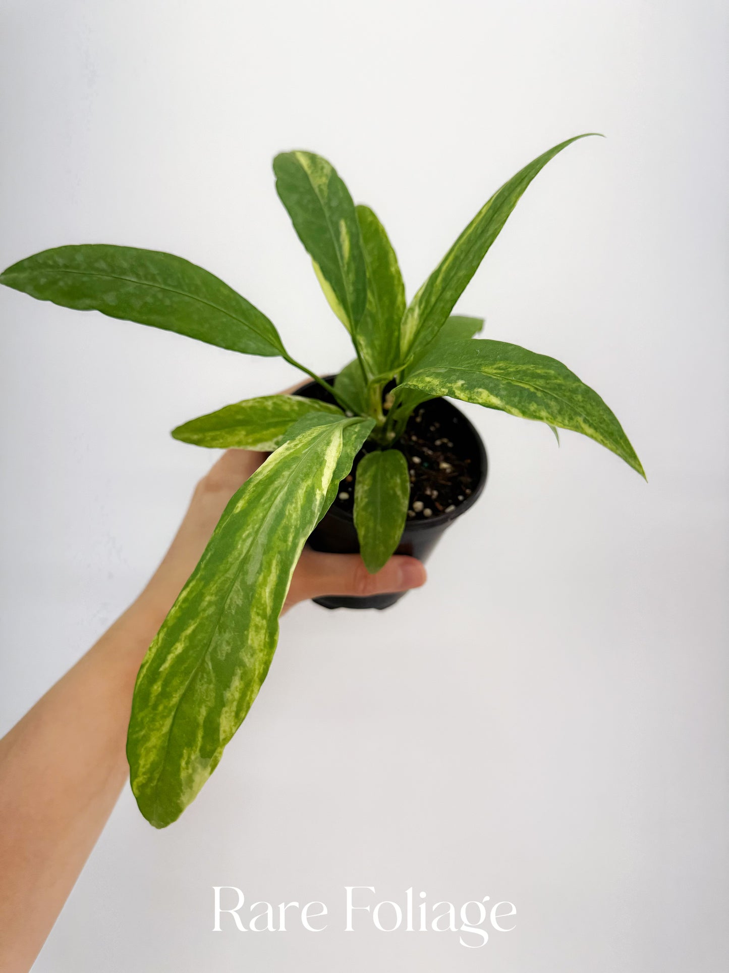 Anthurium Vittarifolium Variegted 4"
