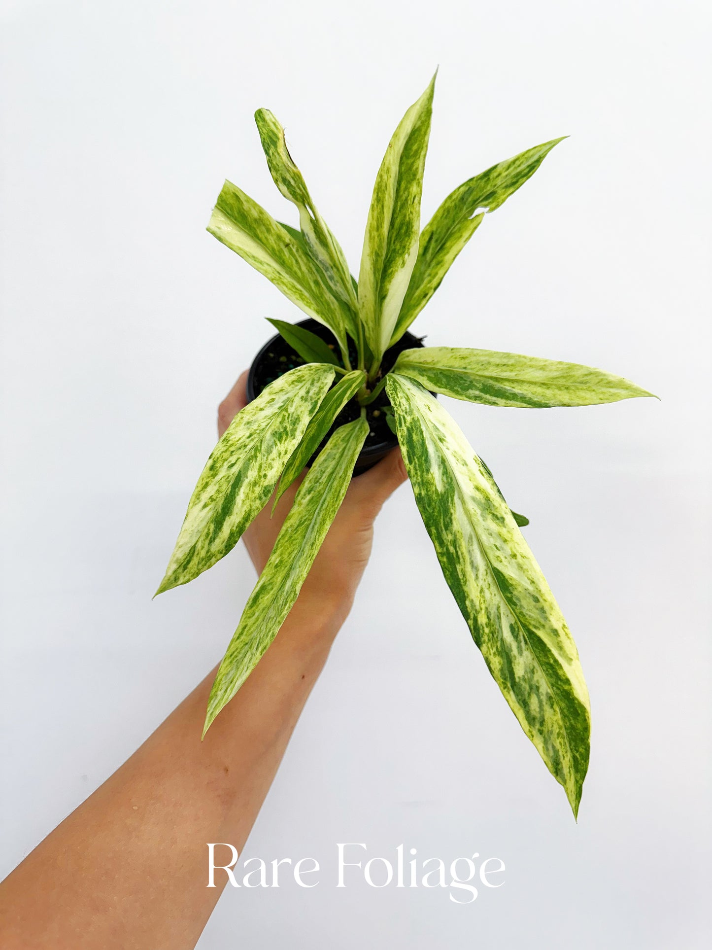 Anthurium Vittarifolium Highly Variegted 4"