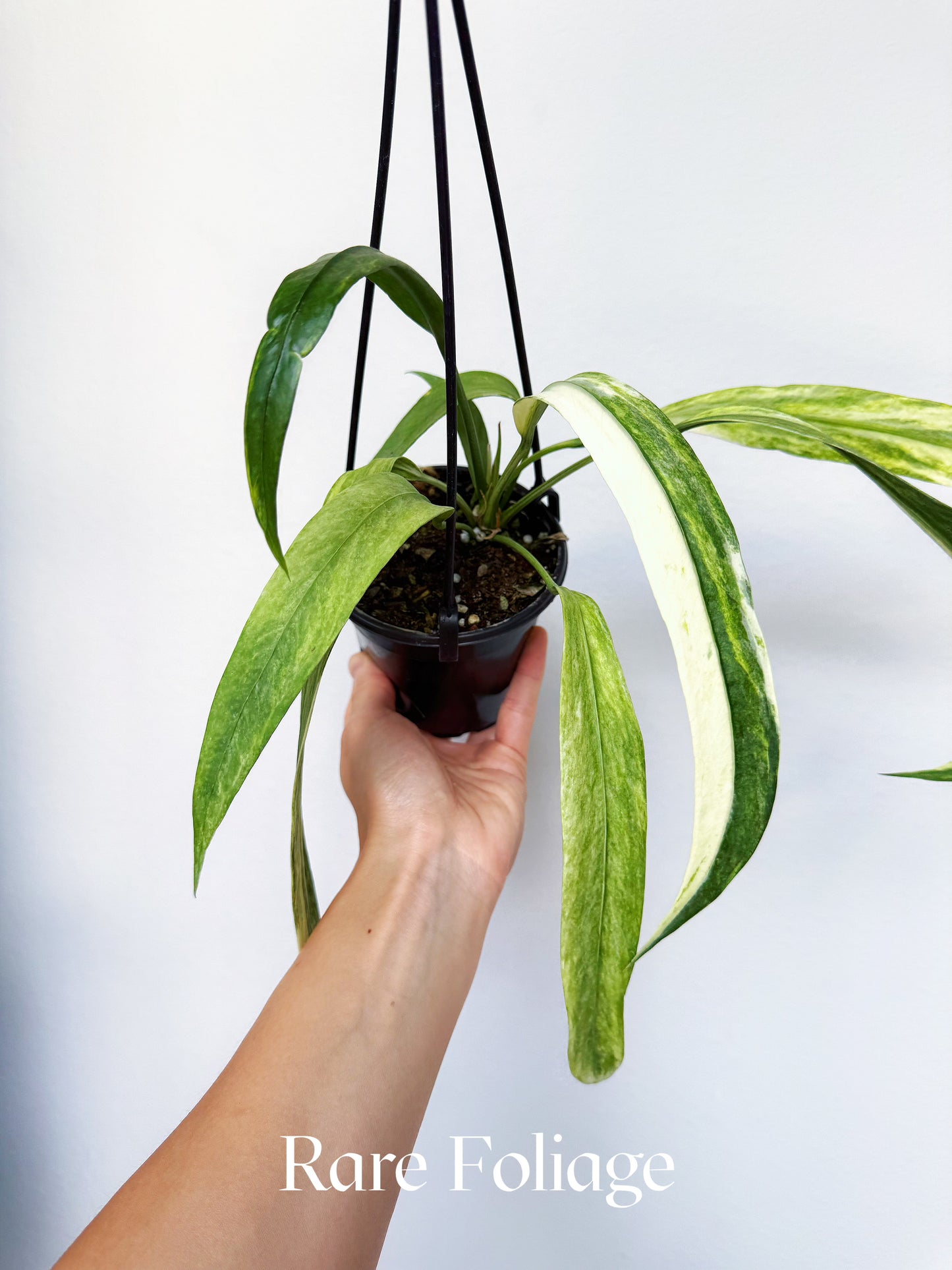 Anthurium Vittarifolium Variegated 4" Hanging Basket
