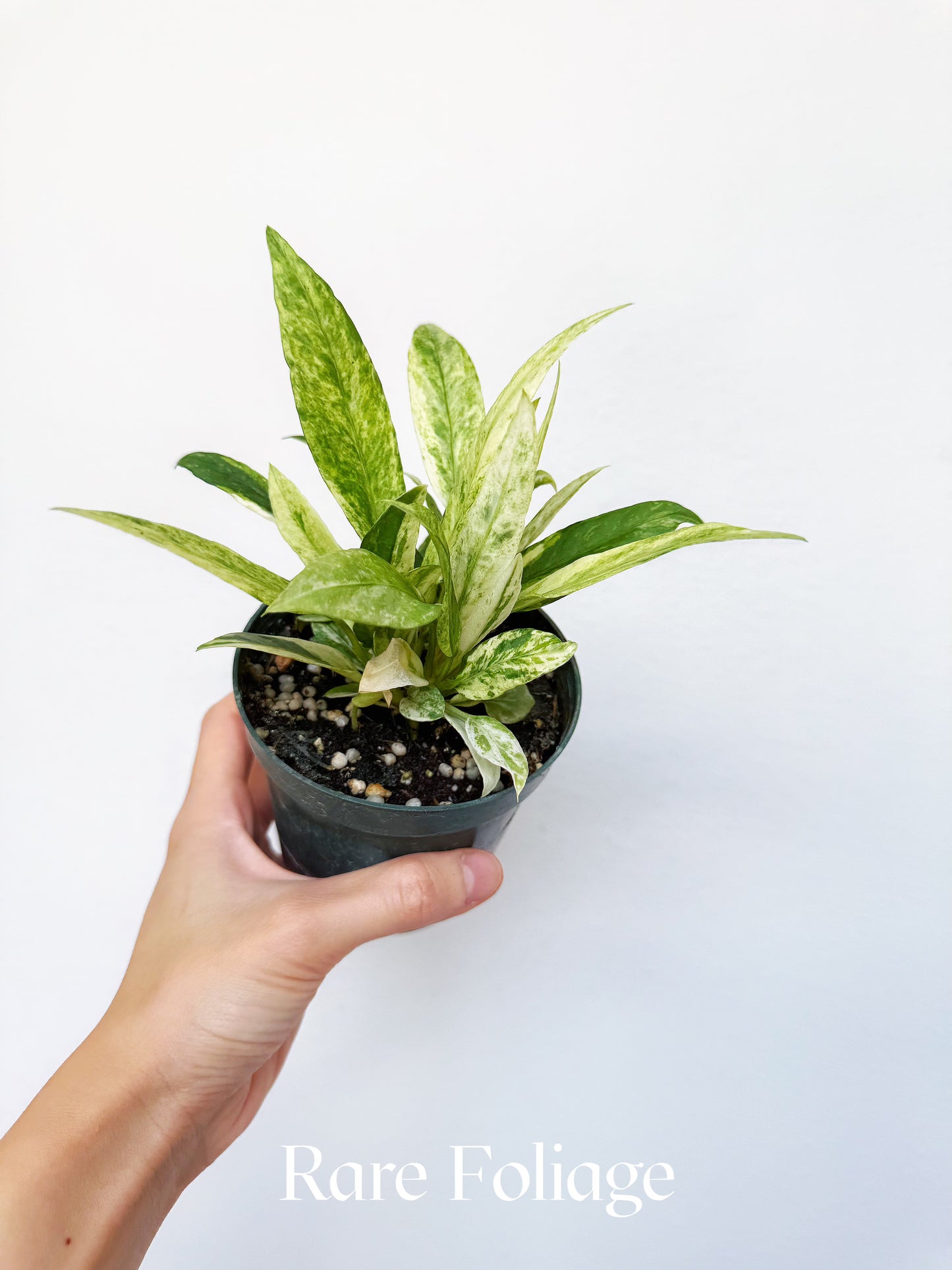 Anthurium Vittarifolium Highly Variegted 4"