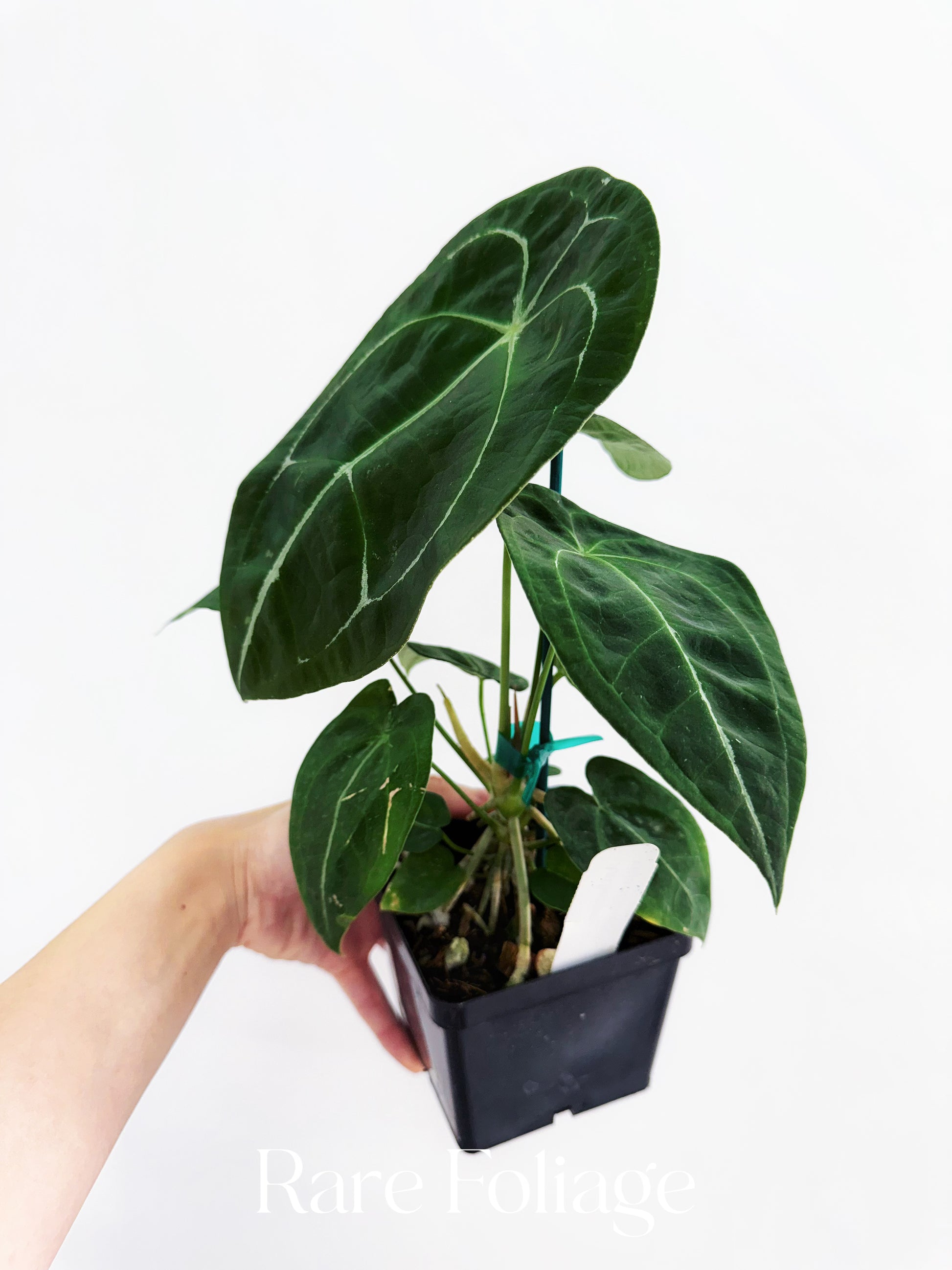 anthurium fornicifolium Anthurium Vittarifolium x Forgetii 4" – Rare Foliage Plant Co