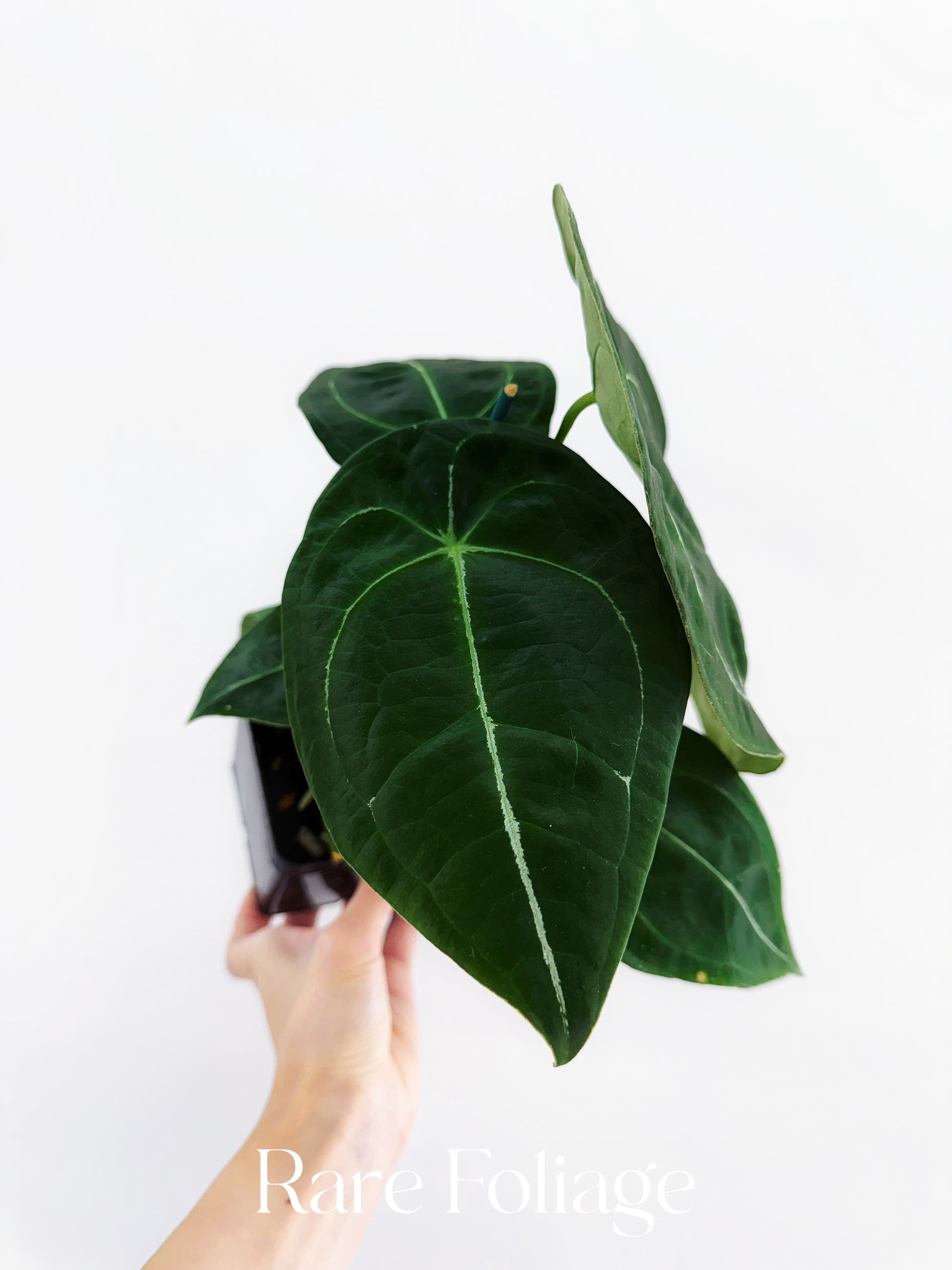 anthurium warocqueanum x forgetii Anthurium Vittarifolium x Forgetii 4" – Rare Foliage Plant Co
