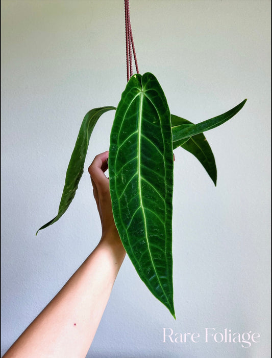 Anthurium Warocqueanum 4" Hanging Basket