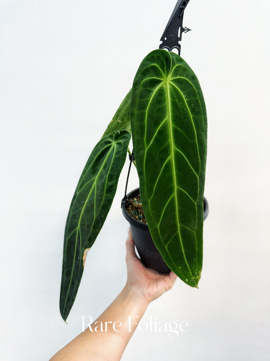 Anthurium Warocqueanum 6” Hanging Basket