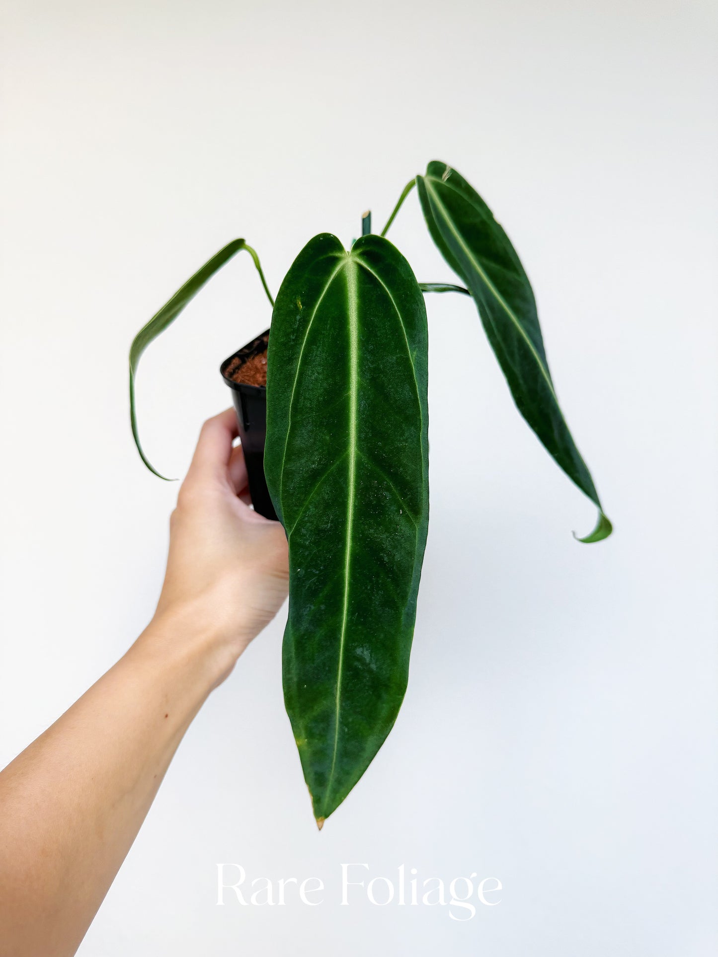 Anthurium Warocqueanum 4"
