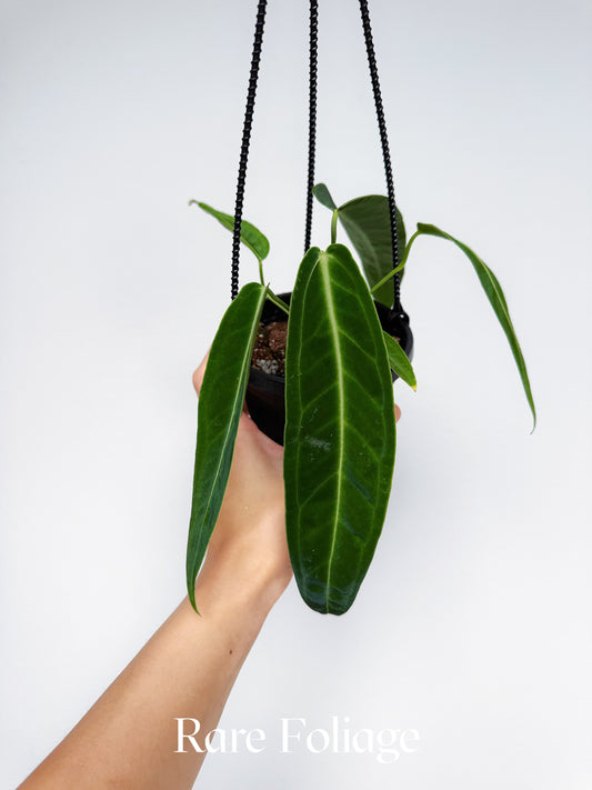 Anthurium Warocqueanum 4" Hanging Basket
