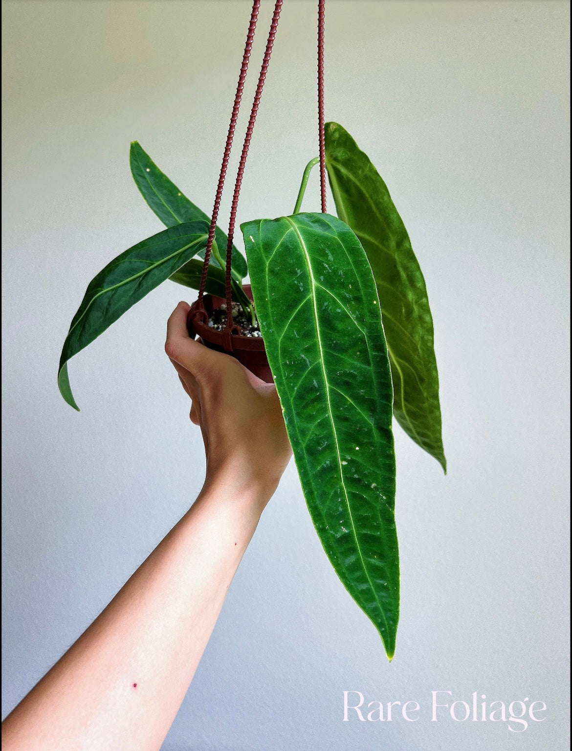 Anthurium Warocqueanum 4" Hanging Basket