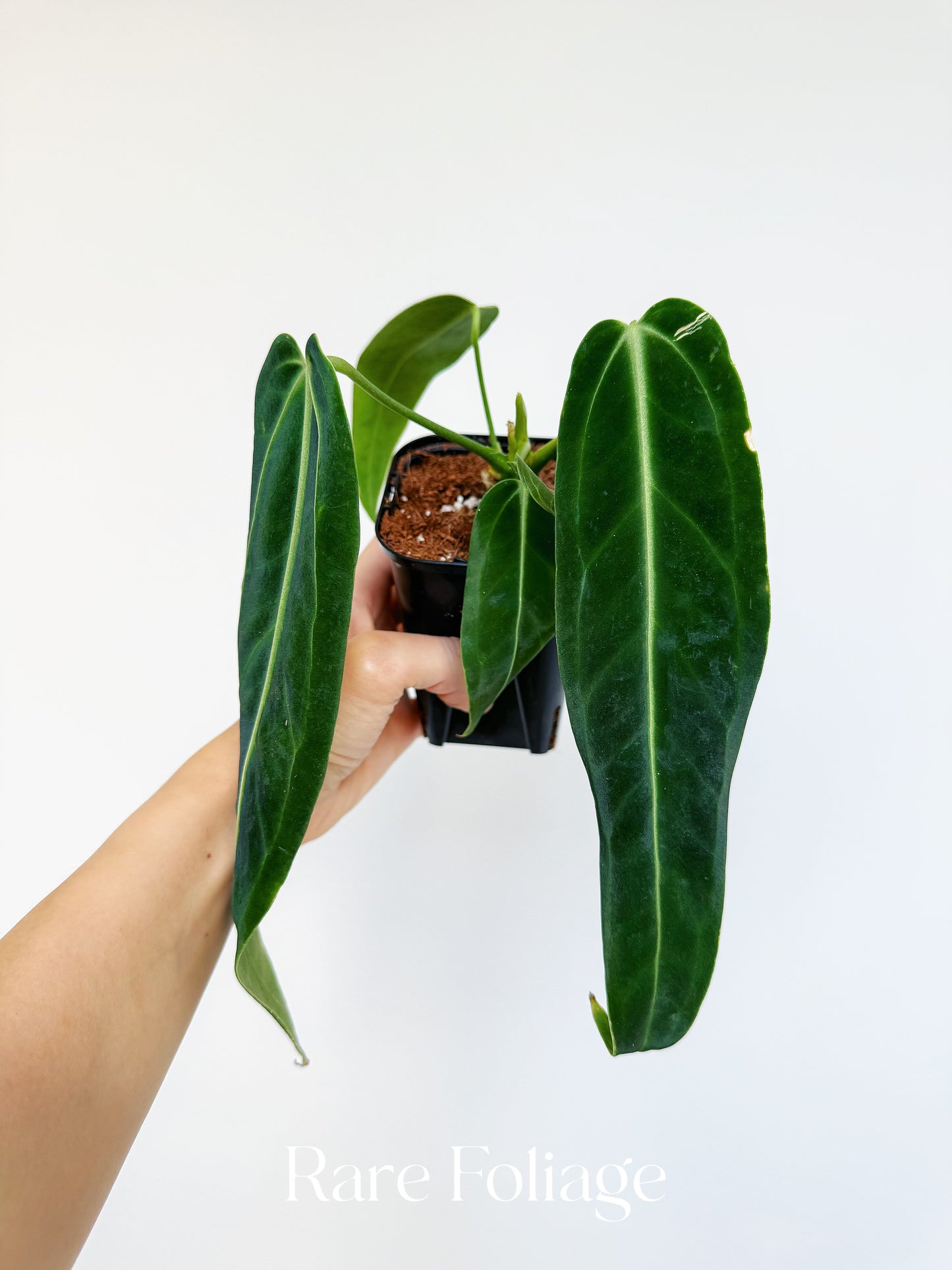 Anthurium Warocqueanum 4"