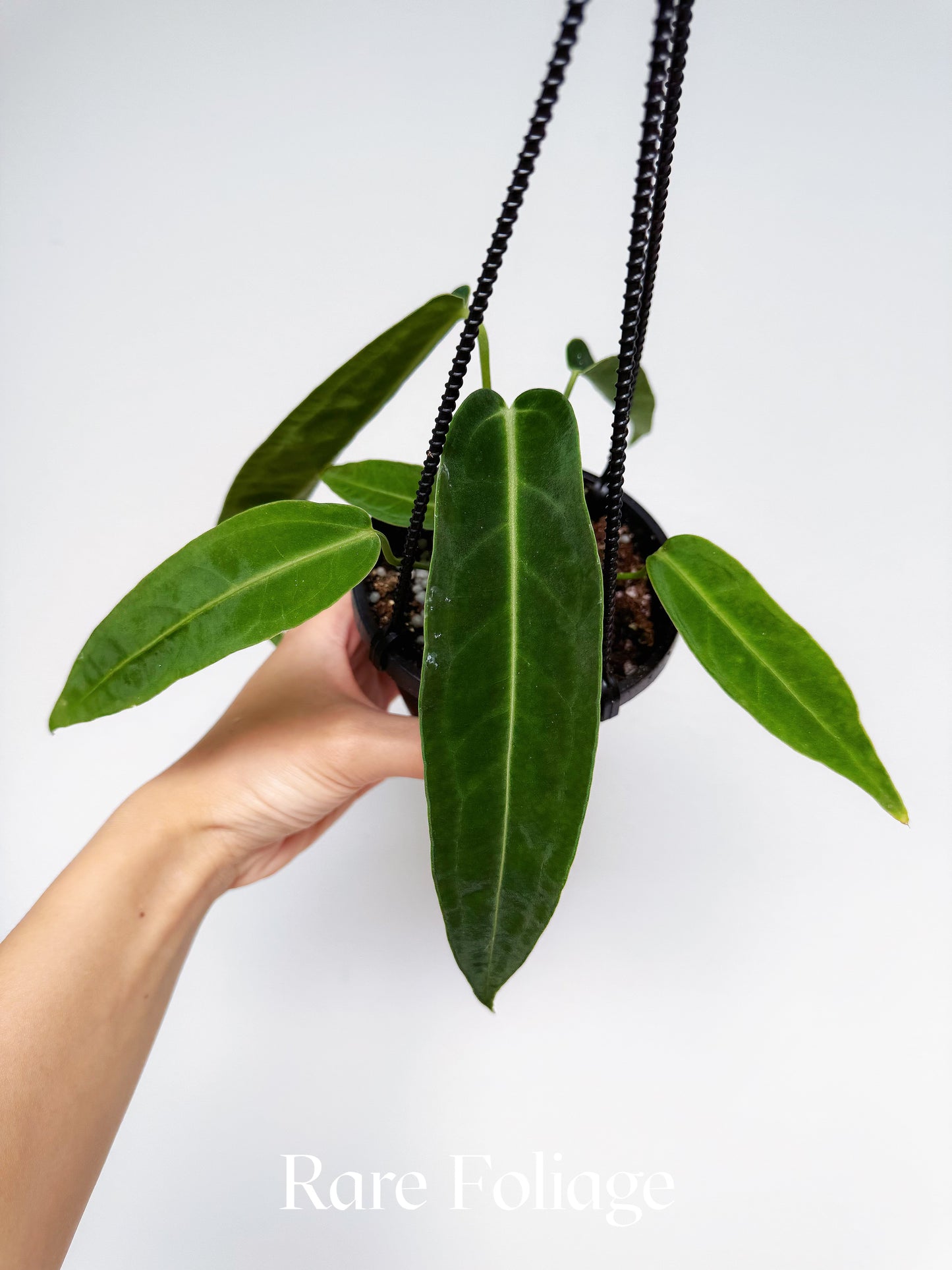 Anthurium Warocqueanum 4" Hanging Basket