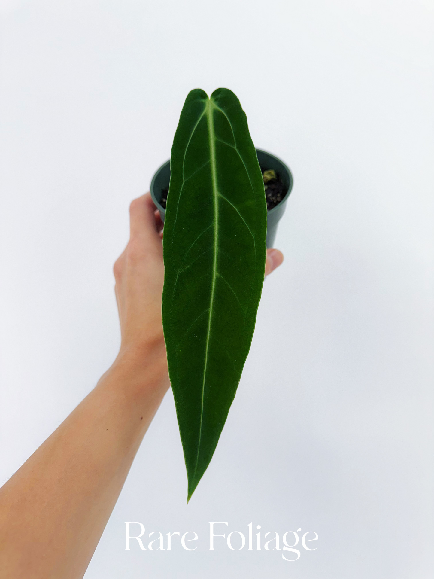 Anthurium Warocqueanum 4"