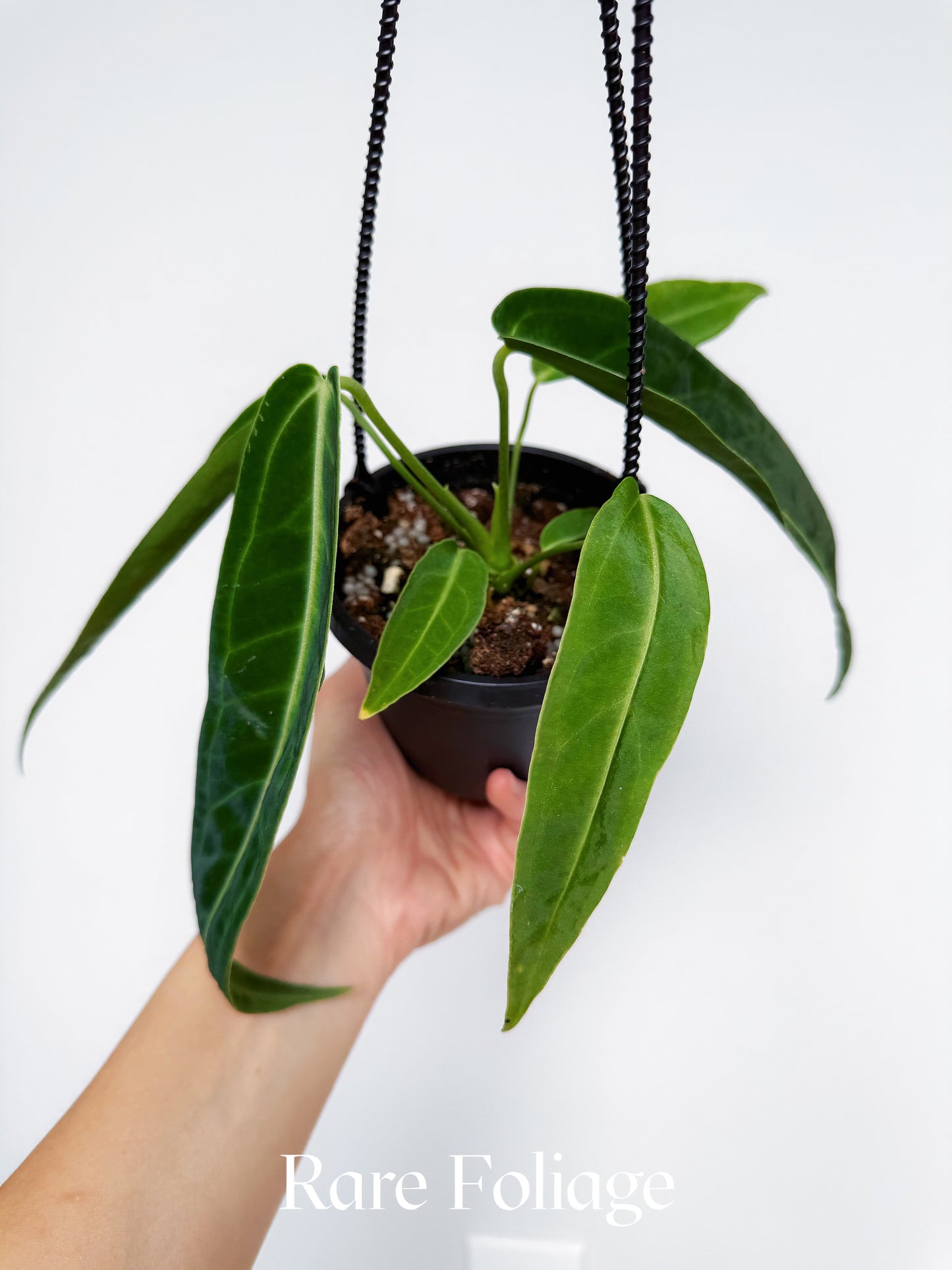 Anthurium Warocqueanum 4" Hanging Basket
