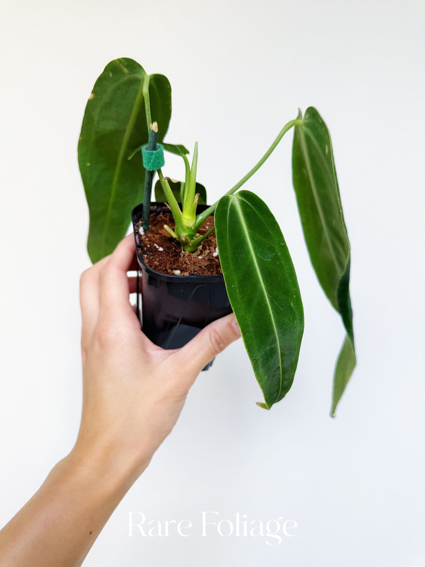 Anthurium Warocqueanum 4"