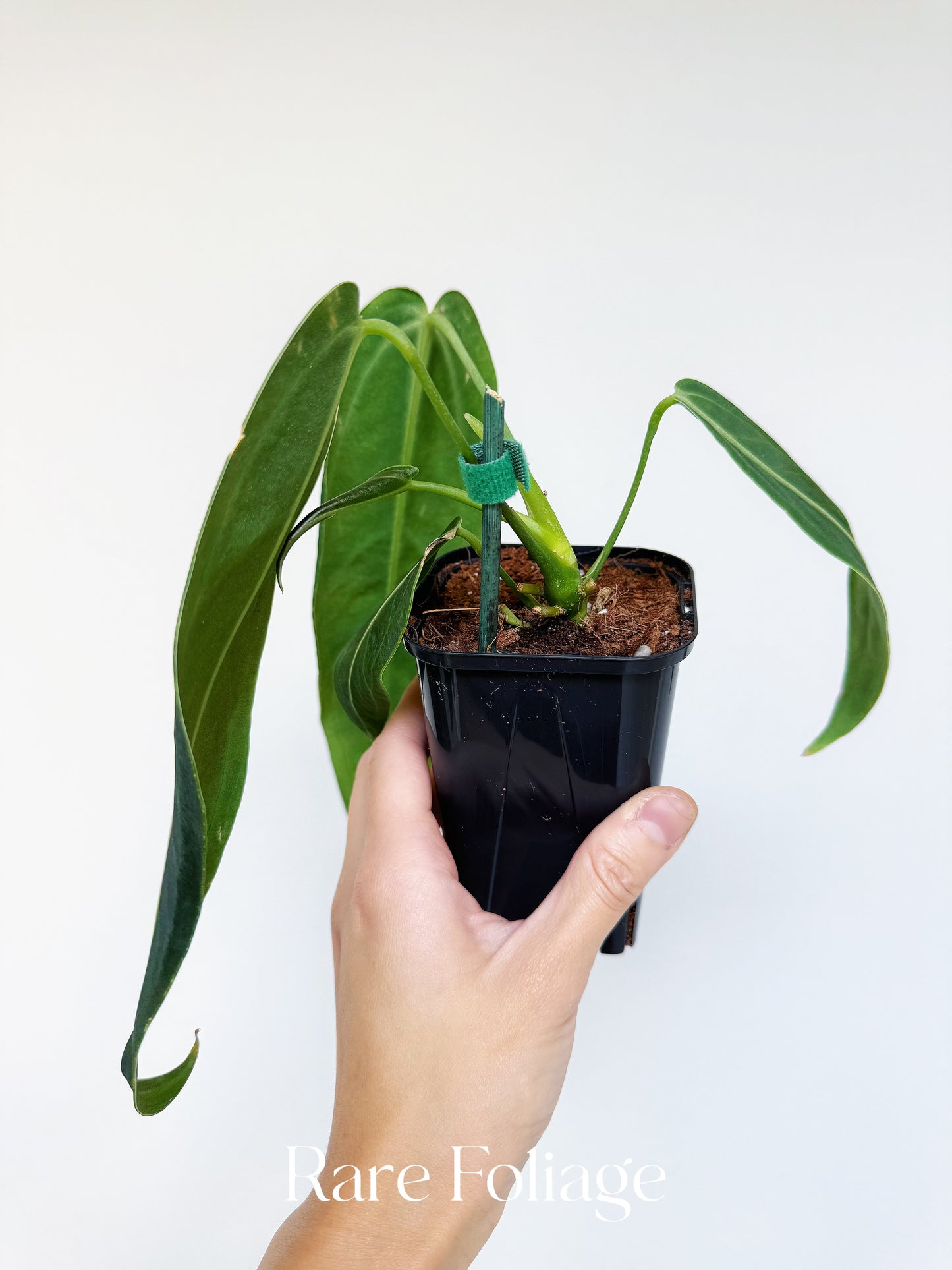 Anthurium Warocqueanum 4"