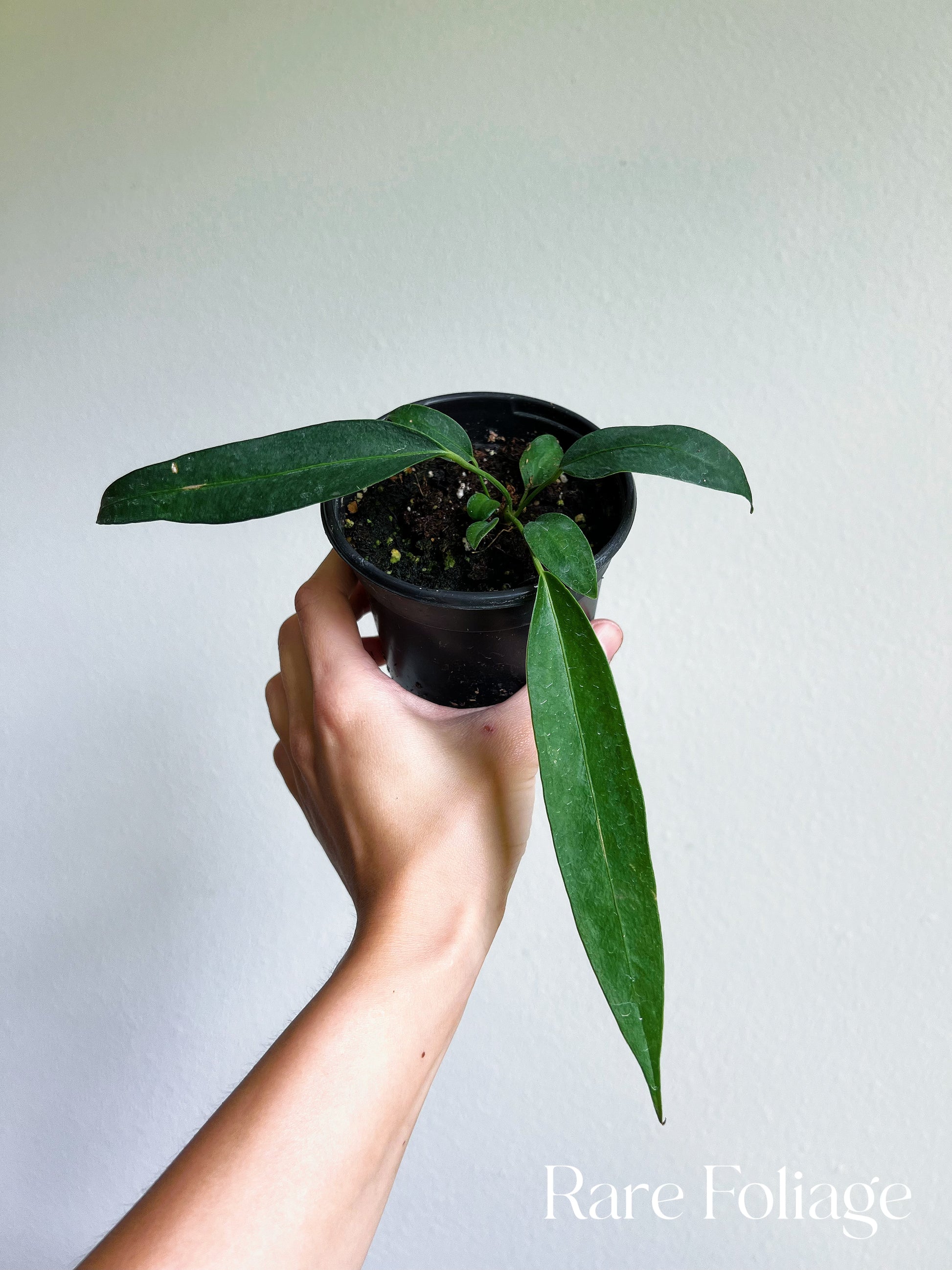 wendlingeri anthurium Anthurium Wendlingeri 4"
