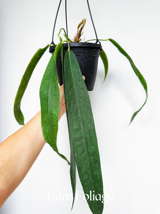Anthurium Wendlingeri 6”