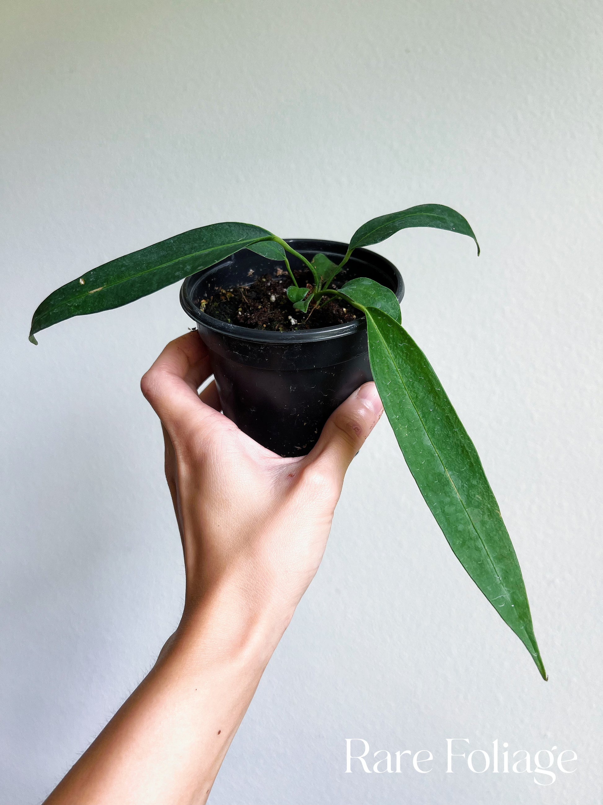 anthurium wendlingeri vs vittarifolium Anthurium Wendlingeri 4" – Rare Foliage Plant Co