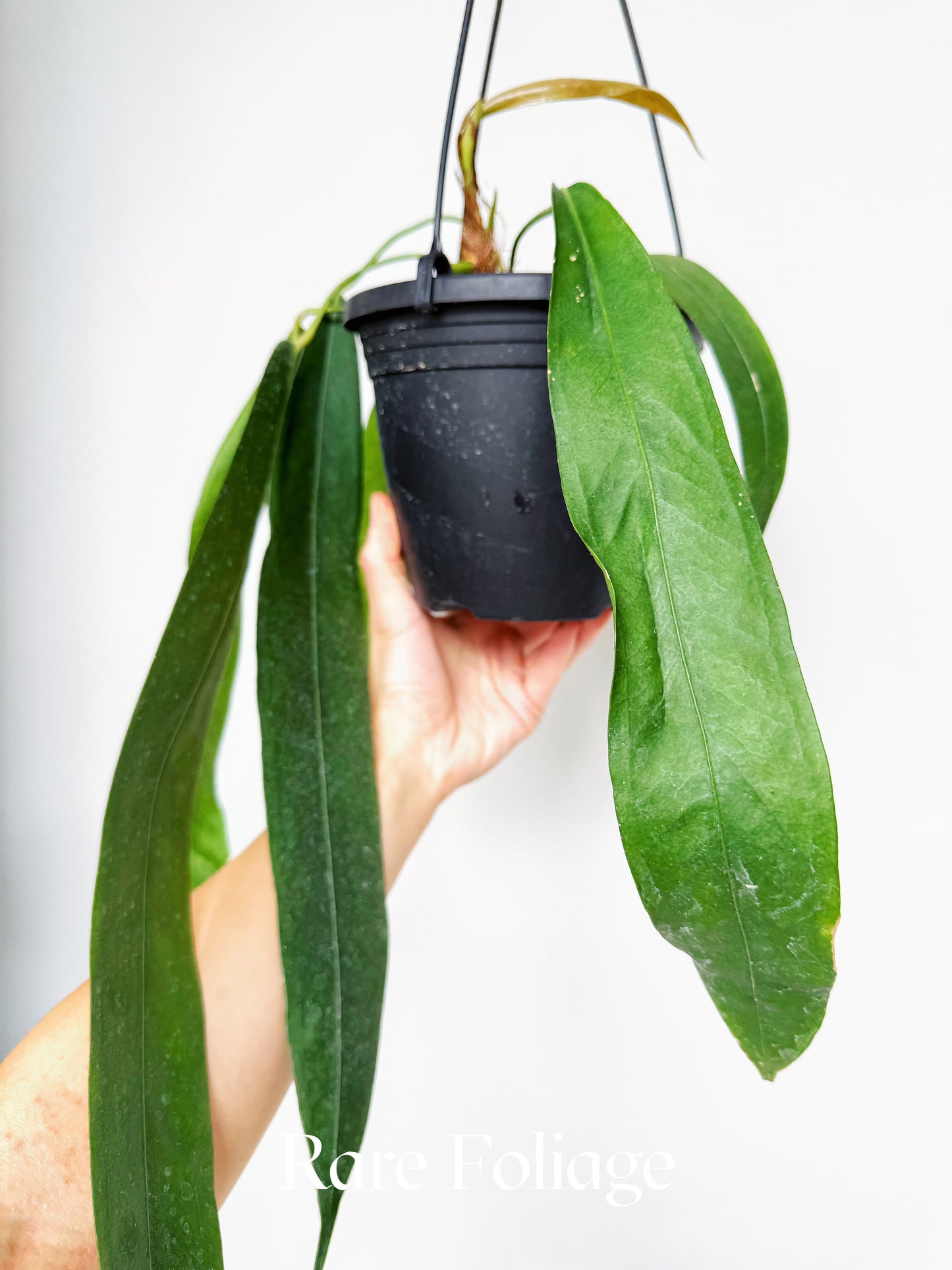 Anthurium Wendlingeri 6”