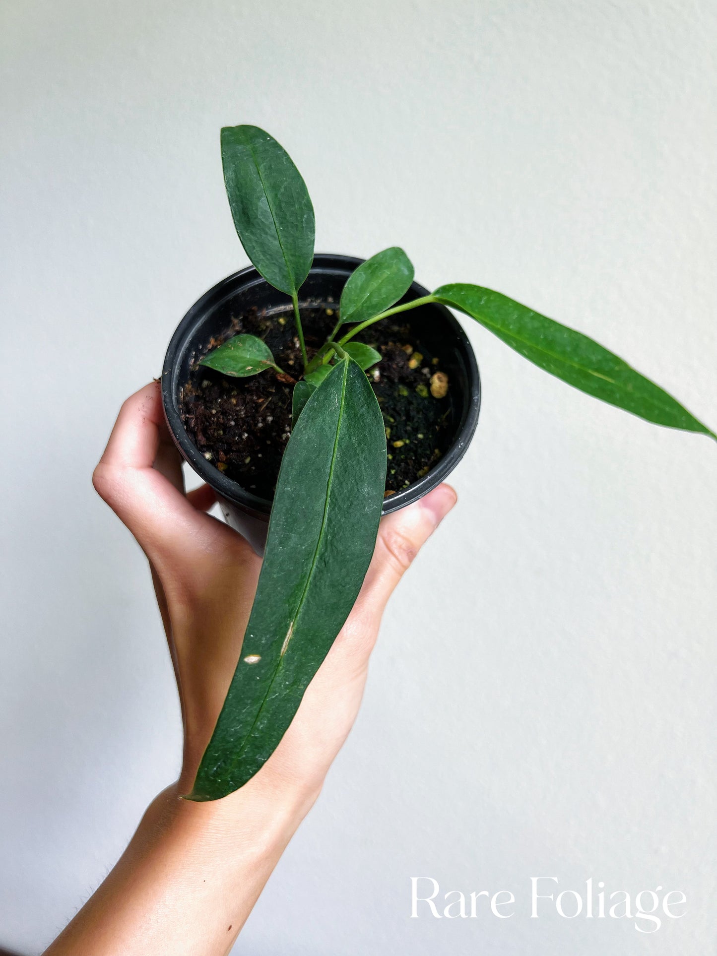 Anthurium Wendlingeri 4"