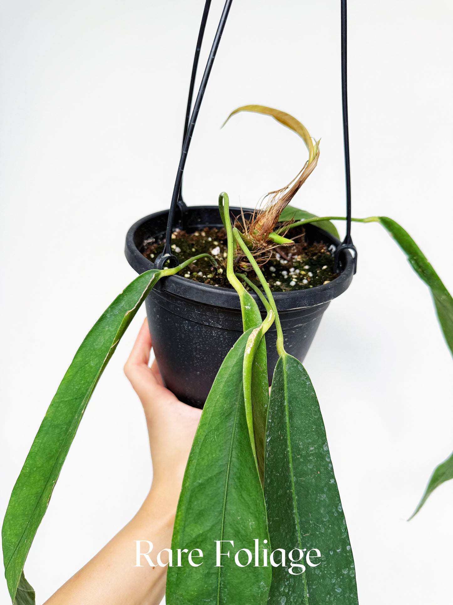 Anthurium Wendlingeri 6”