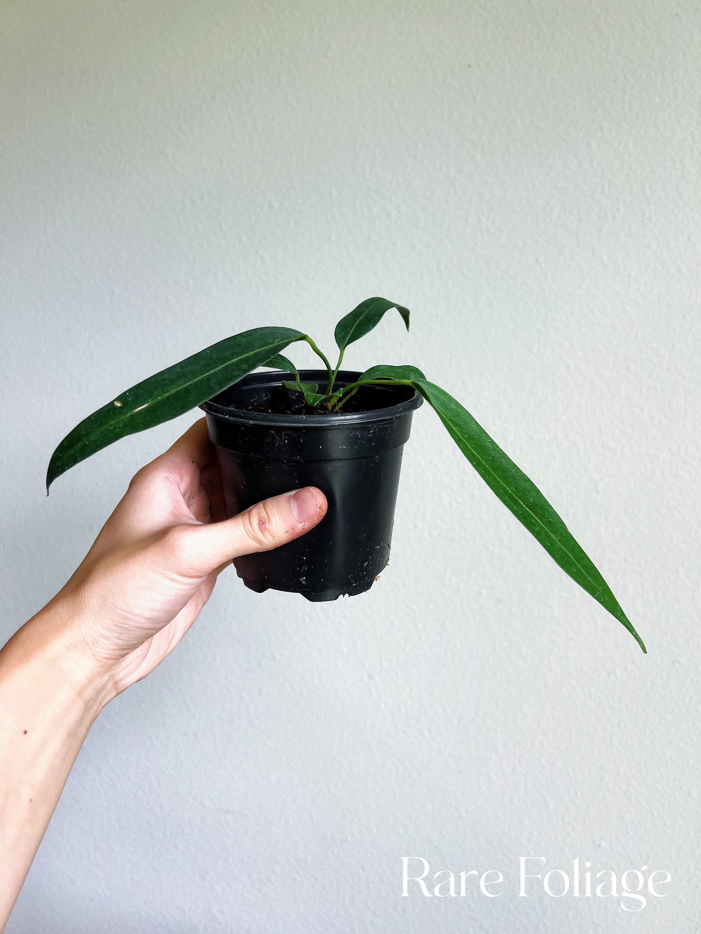 Anthurium Wendlingeri 4"