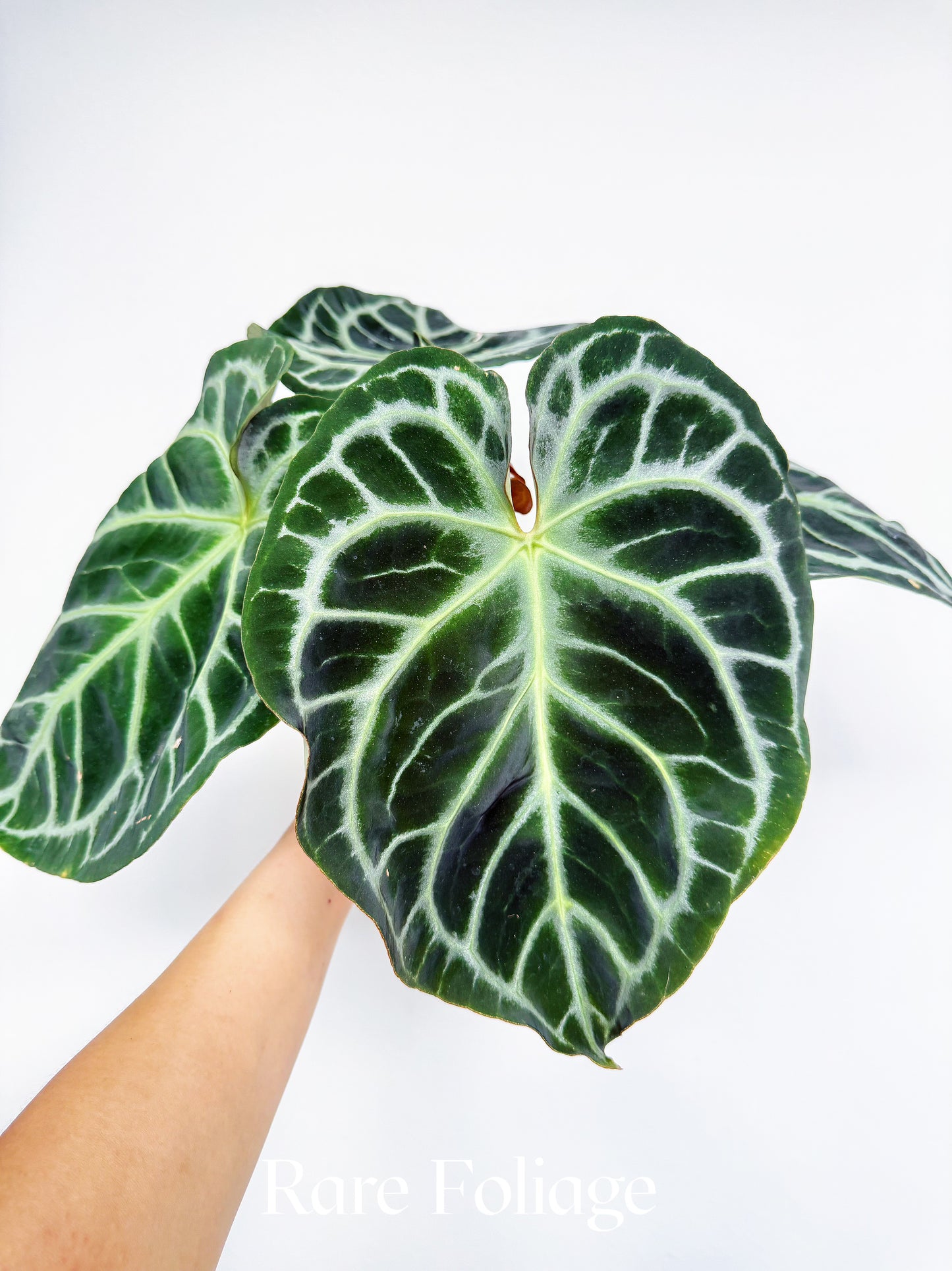 Anthurium Zara x Michelle 4" Exact Plant