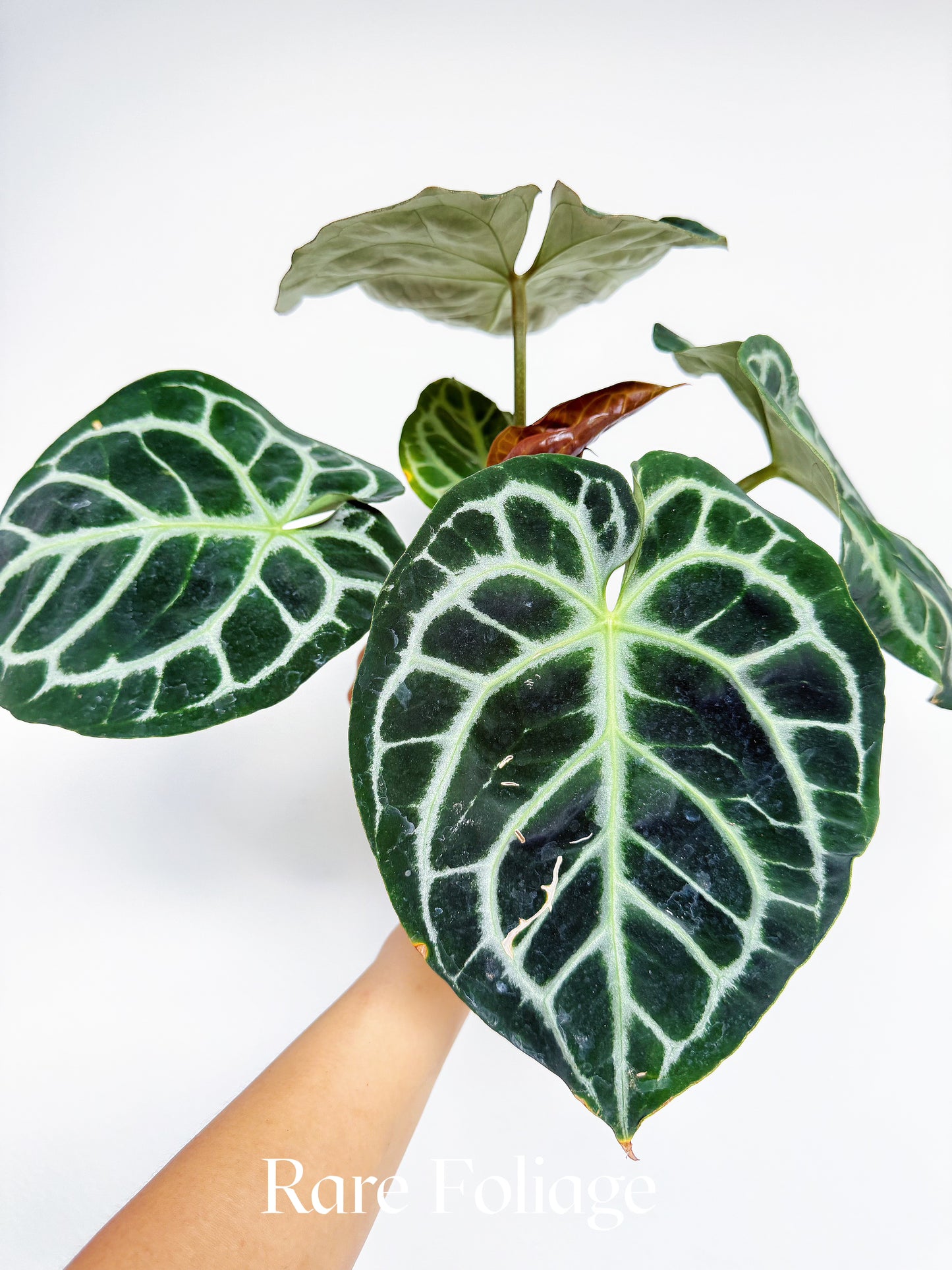 Anthurium Zara x Michelle 4" Exact Plant