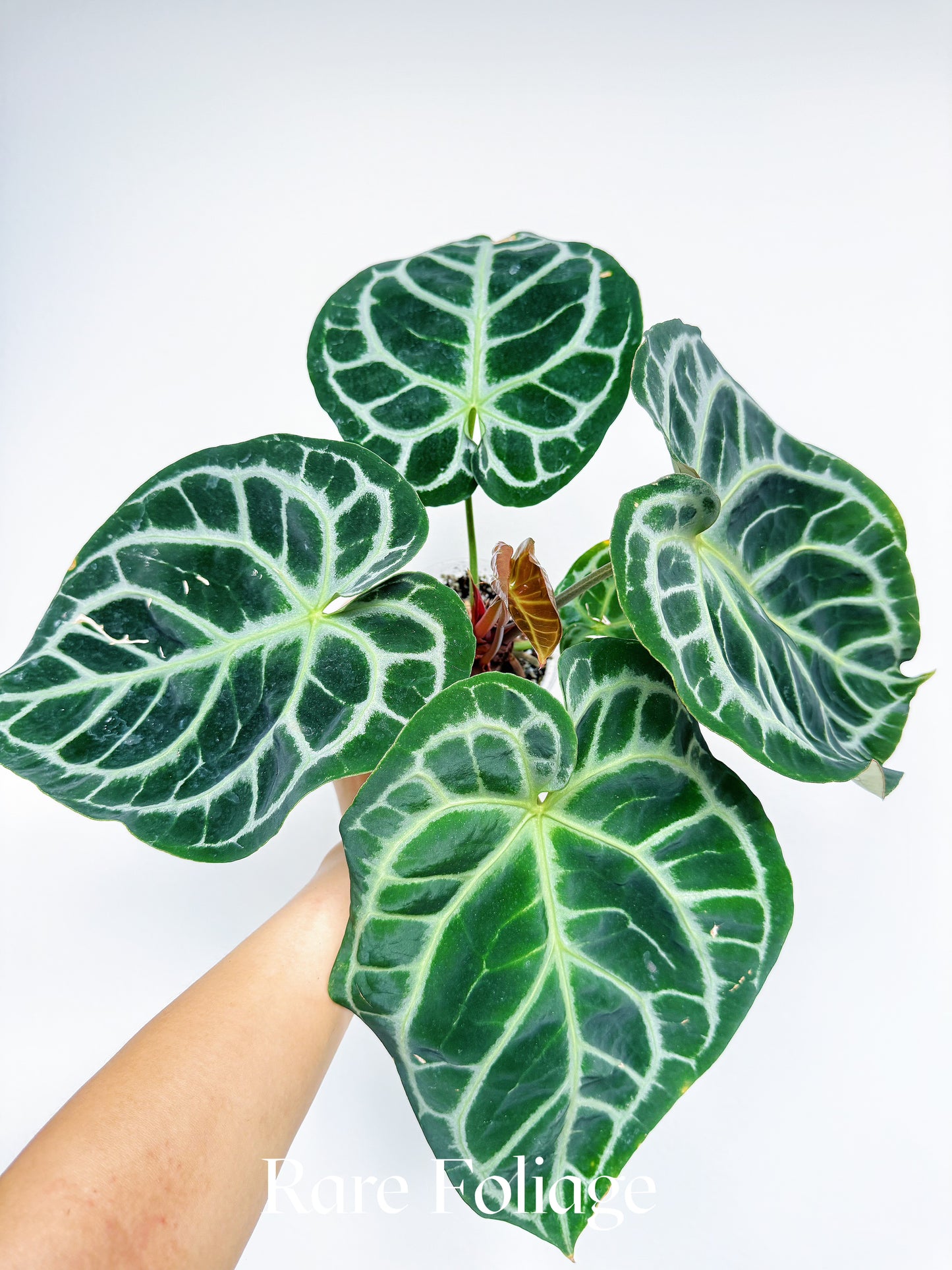 Anthurium Zara x Michelle 4" Exact Plant