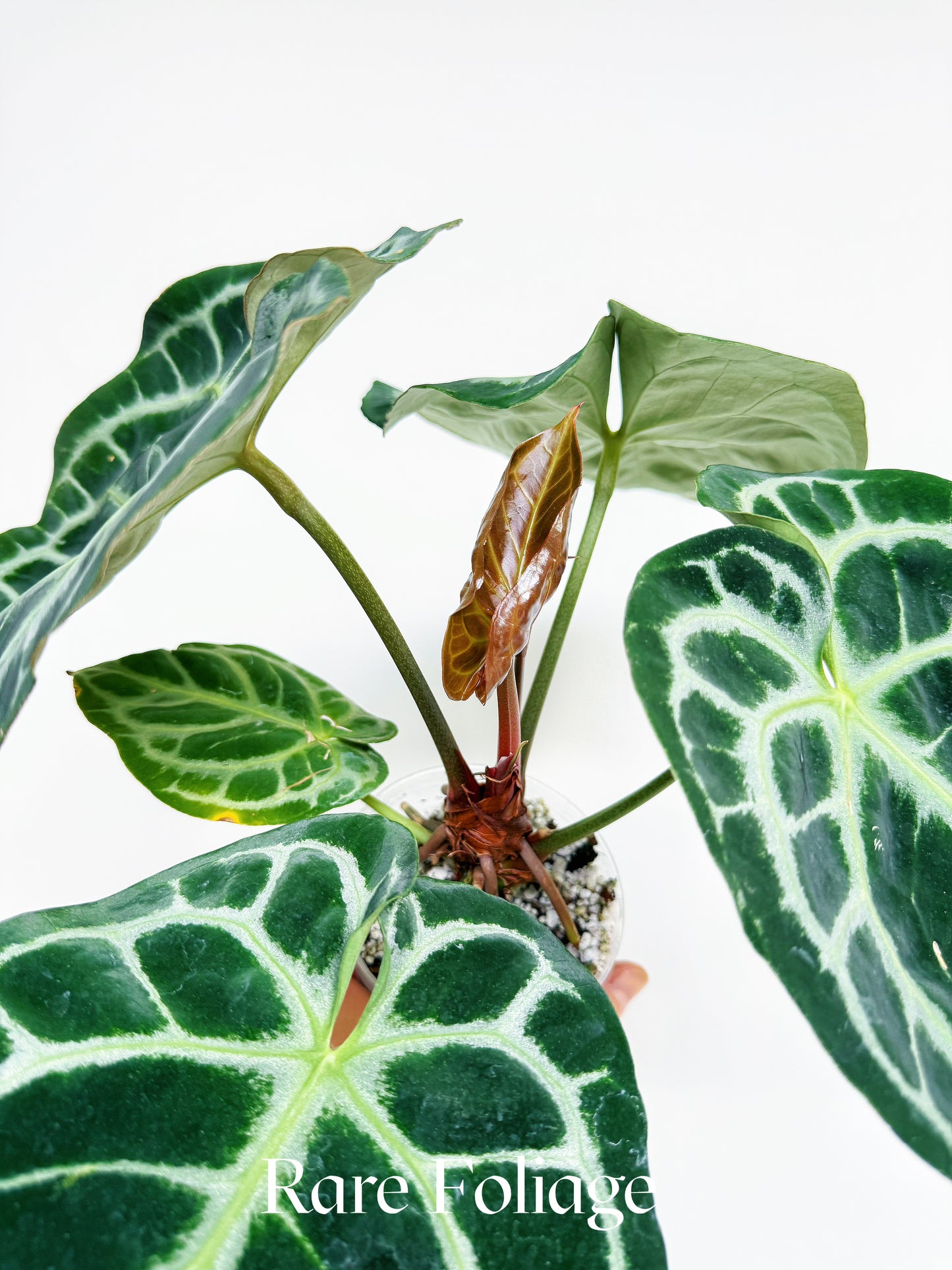 Anthurium Zara x Michelle 4" Exact Plant
