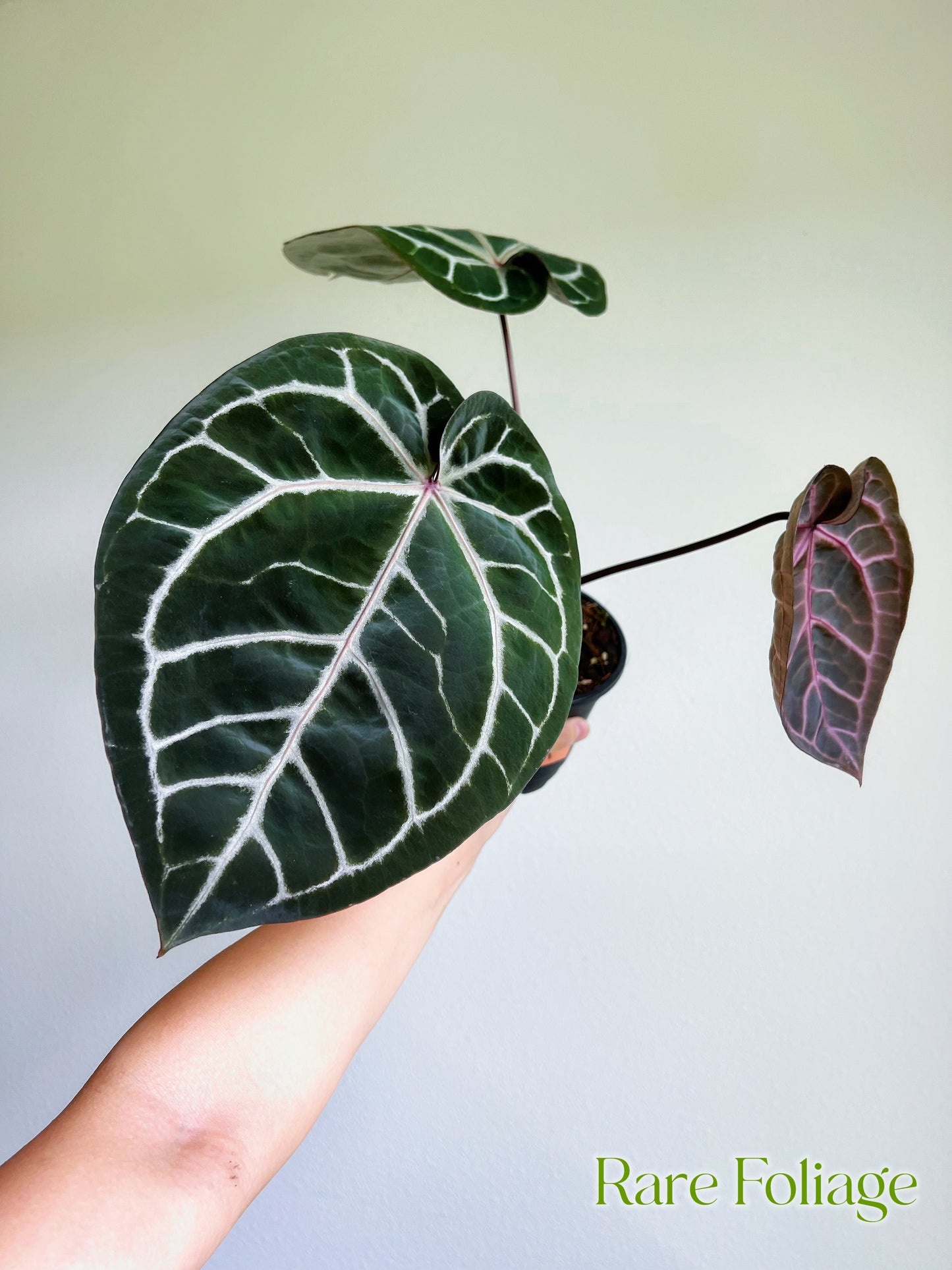 Anthurium Zara X Michelle 5” by Doc Block