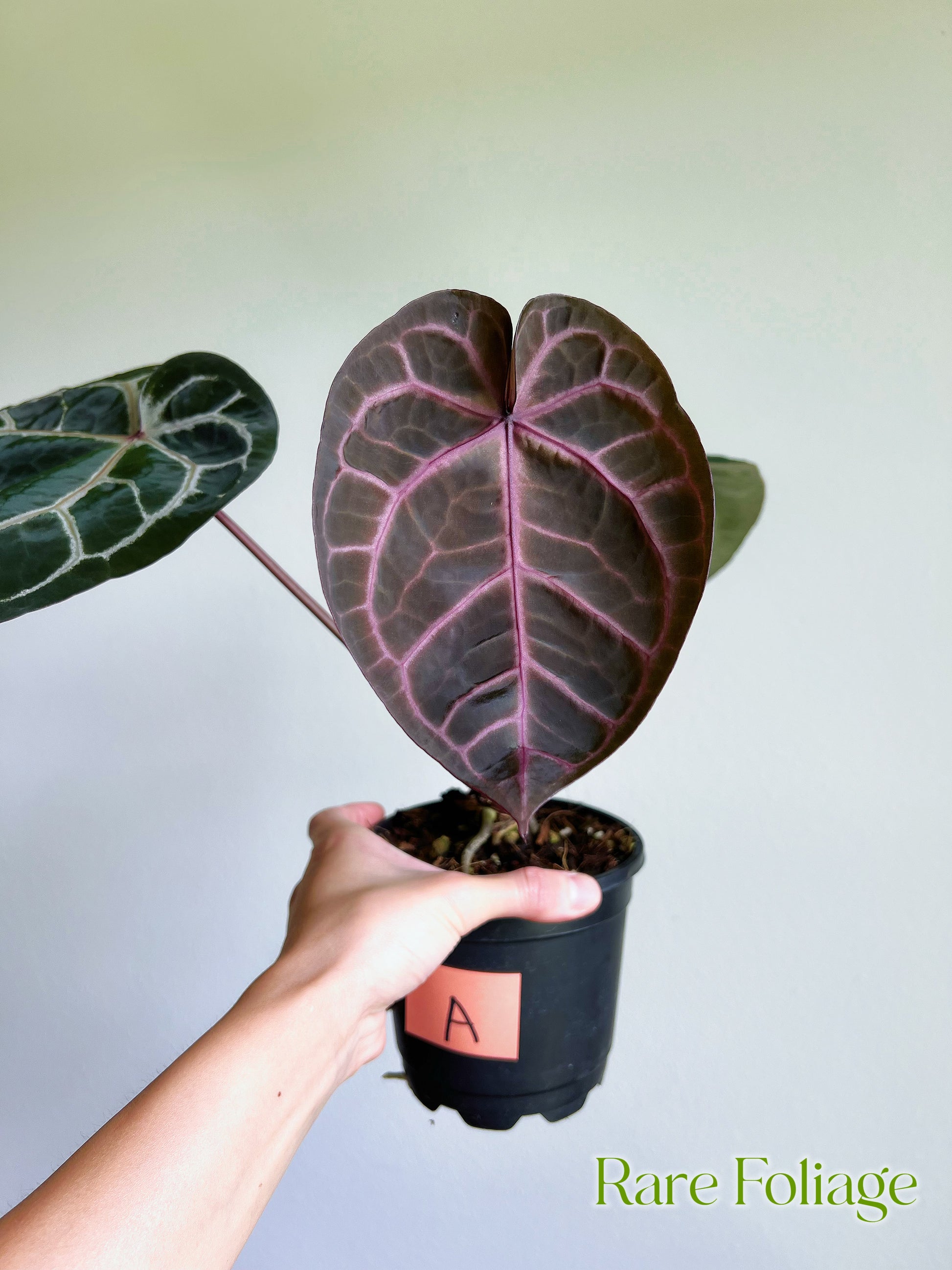 Anthurium Zara X Michelle 5” by Doc Block – Rare Foliage Plant Co Anthurium Zara X Michelle 5” by Doc Block – Rare Foliage Plant Co