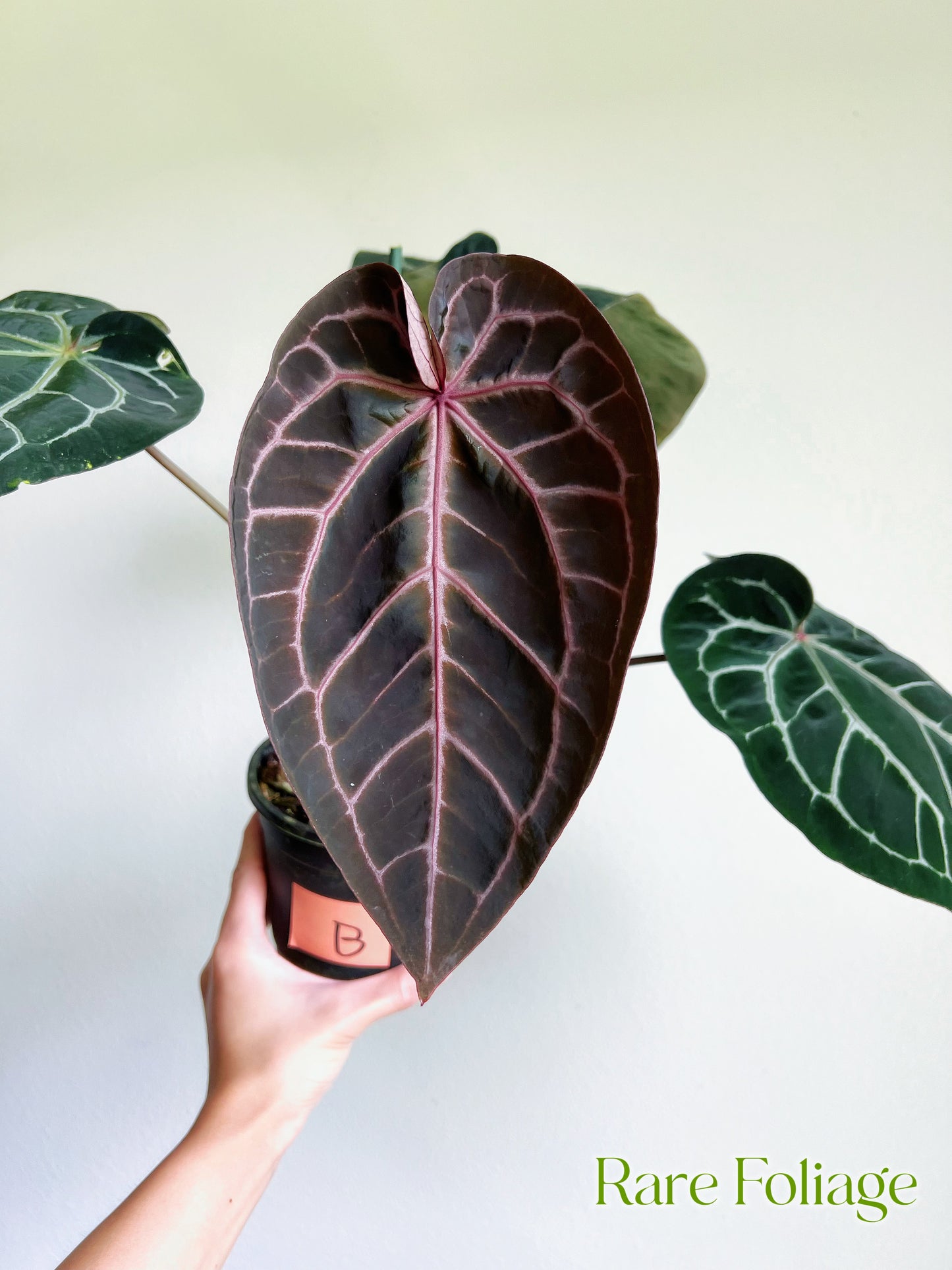 Anthurium Zara X Michelle 5” by Doc Block