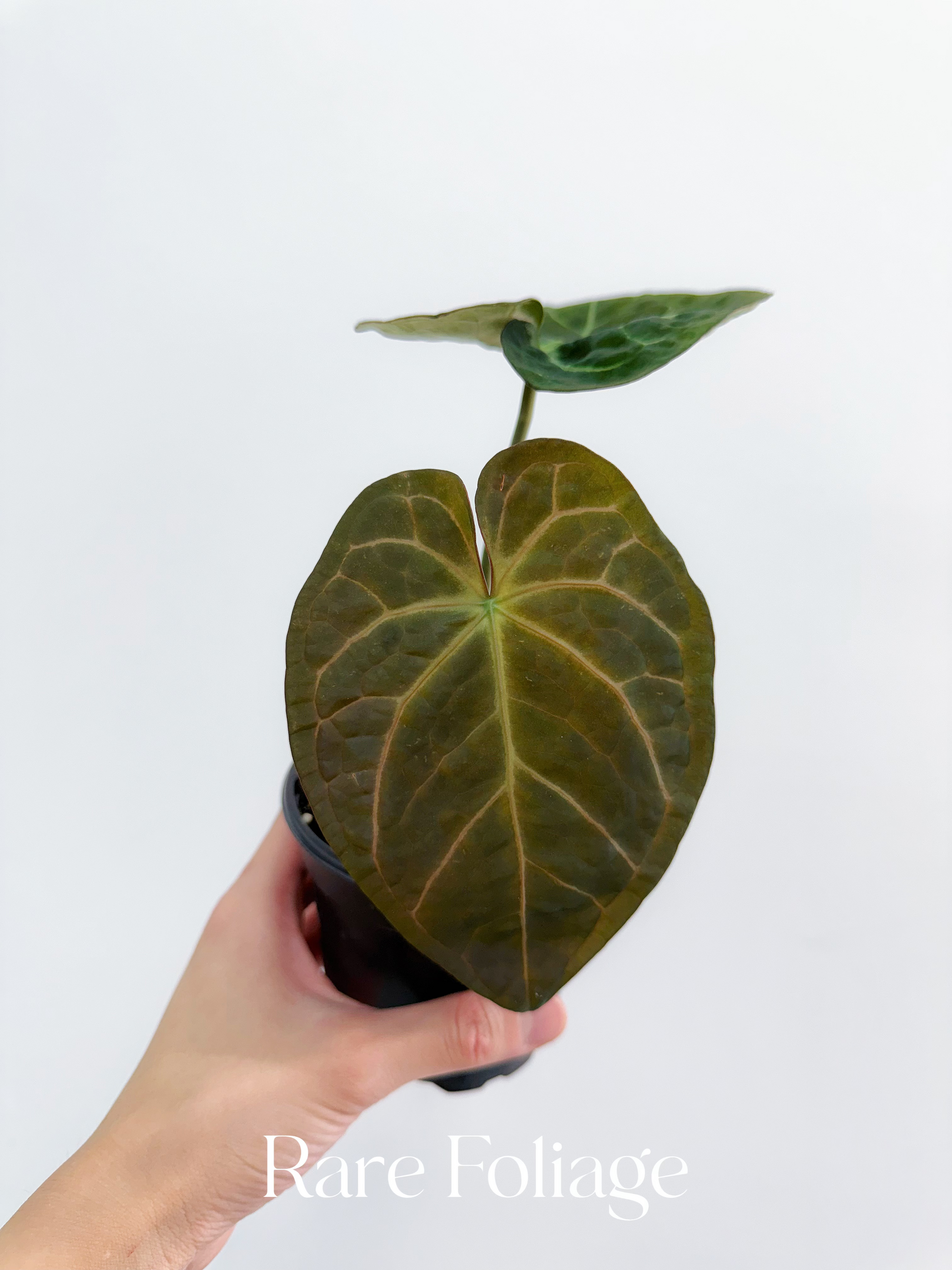 anthurium hoffmani Anthurium Hoffmanii x Michelle 4"
