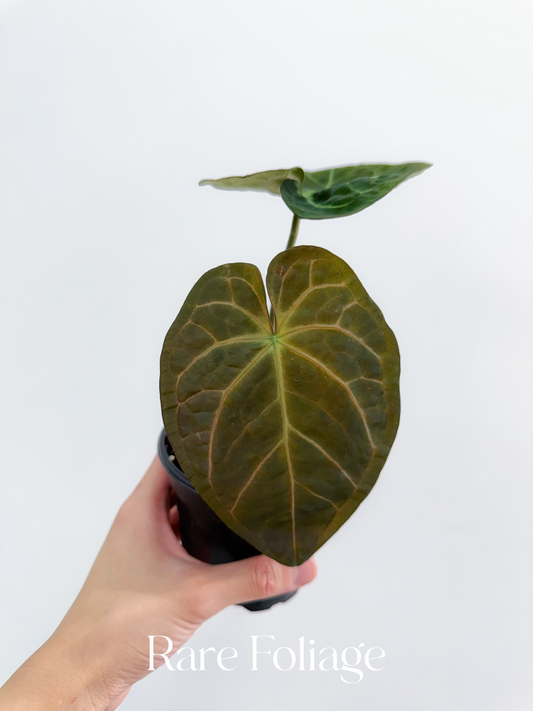 Anthurium Hoffmanii x Michelle 4"