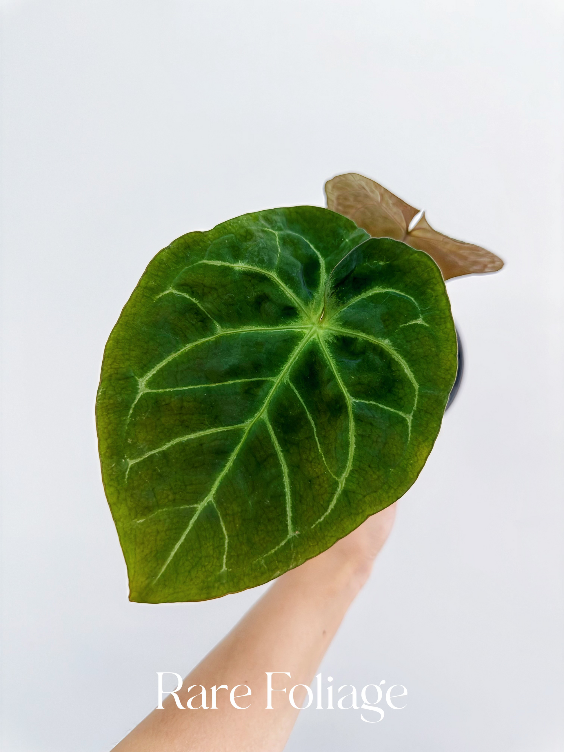 anthurium michelii Anthurium Hoffmanii x Michelle 4"