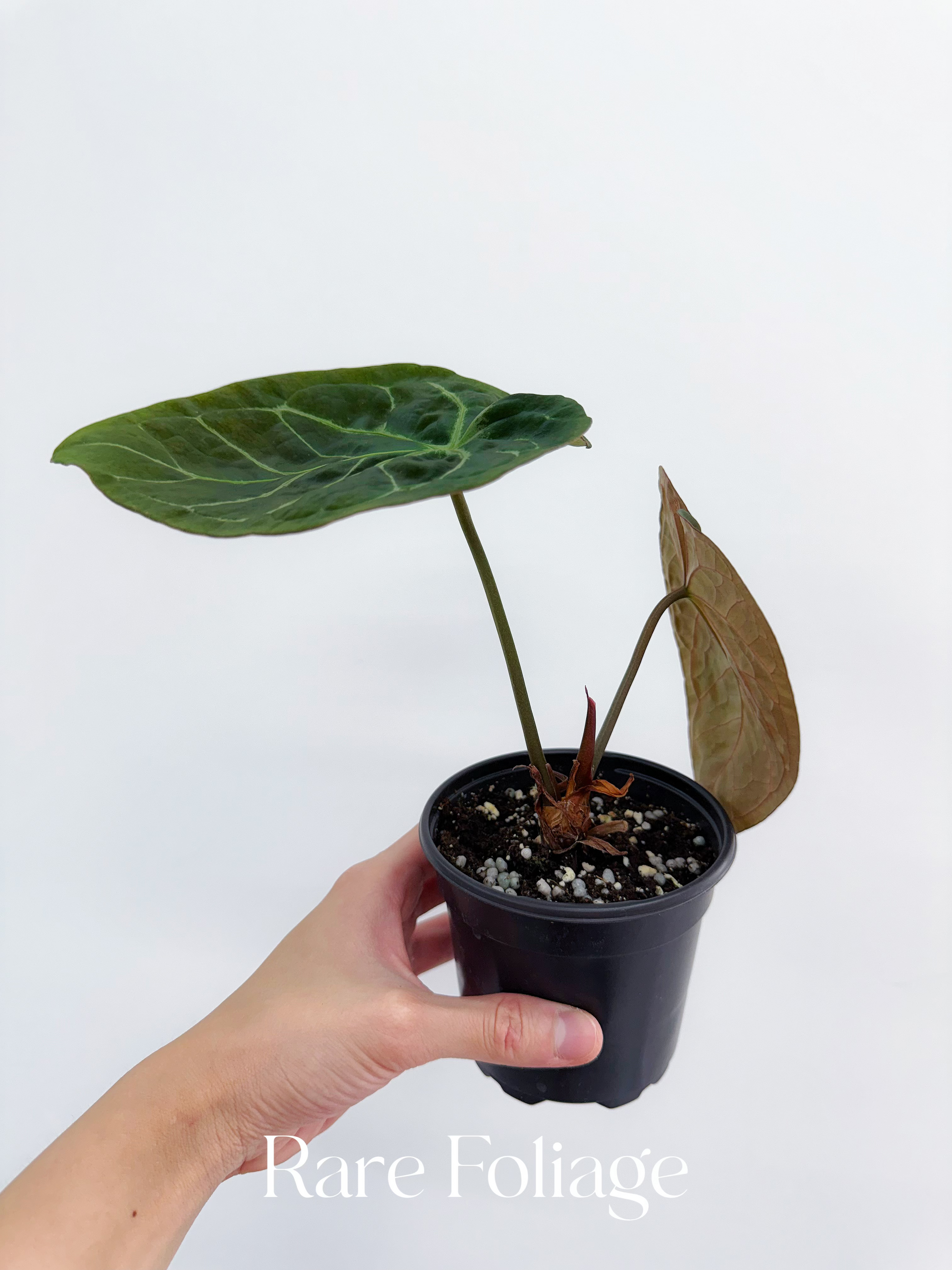 anthurium hoffmani Anthurium Hoffmanii x Michelle 4"