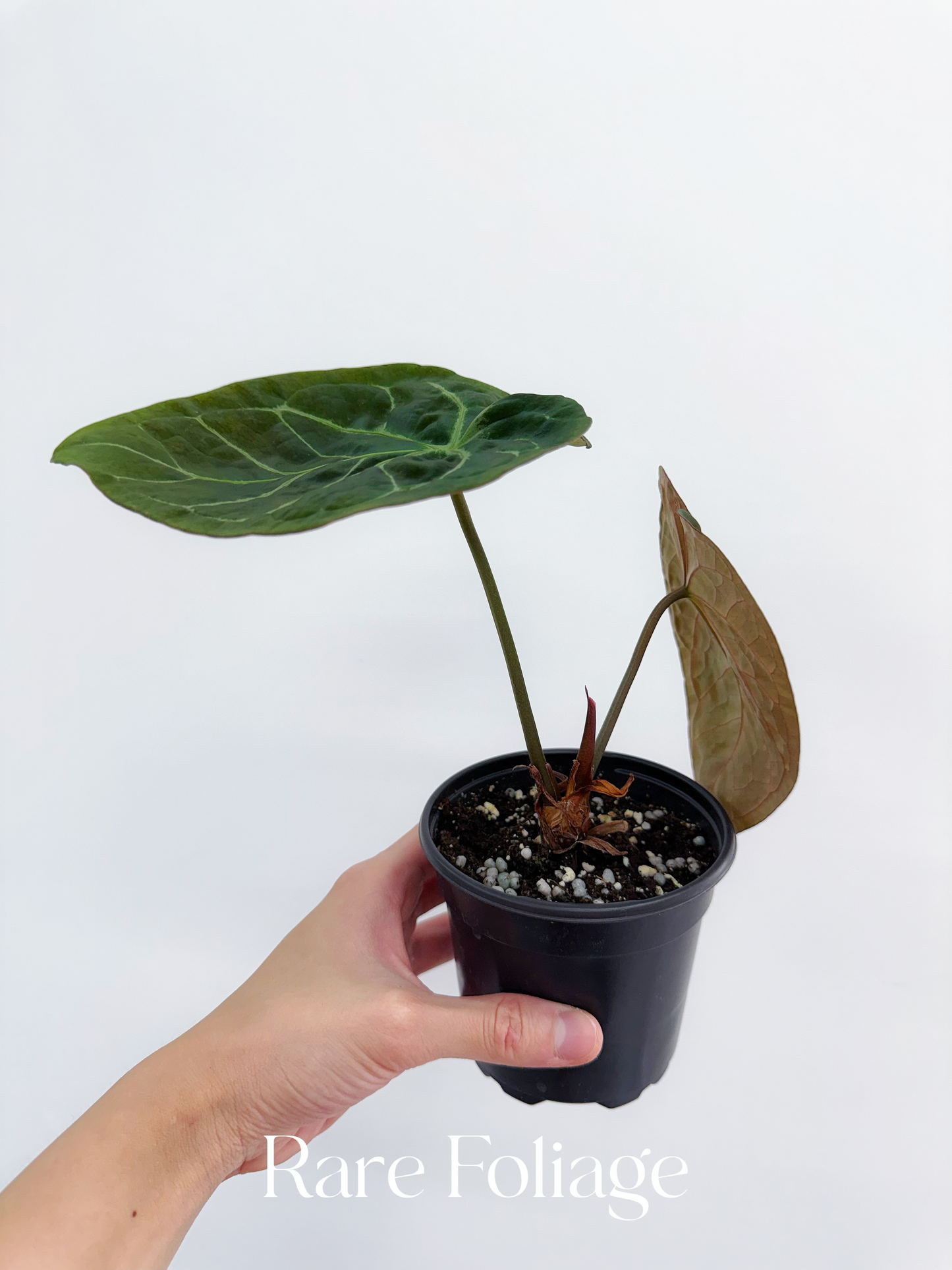 Anthurium Hoffmanii x Michelle 4"