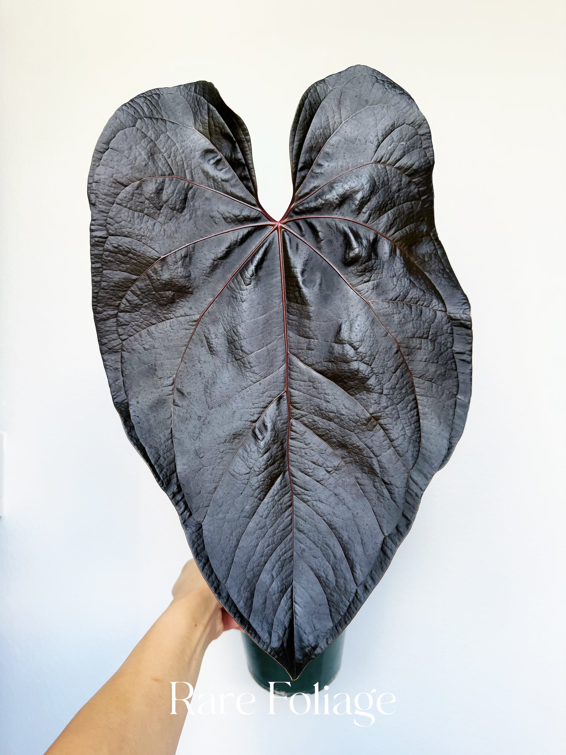 anthurium loveable hearts Anthurium Queen of Hearts 6" – Rare Foliage Plant Co