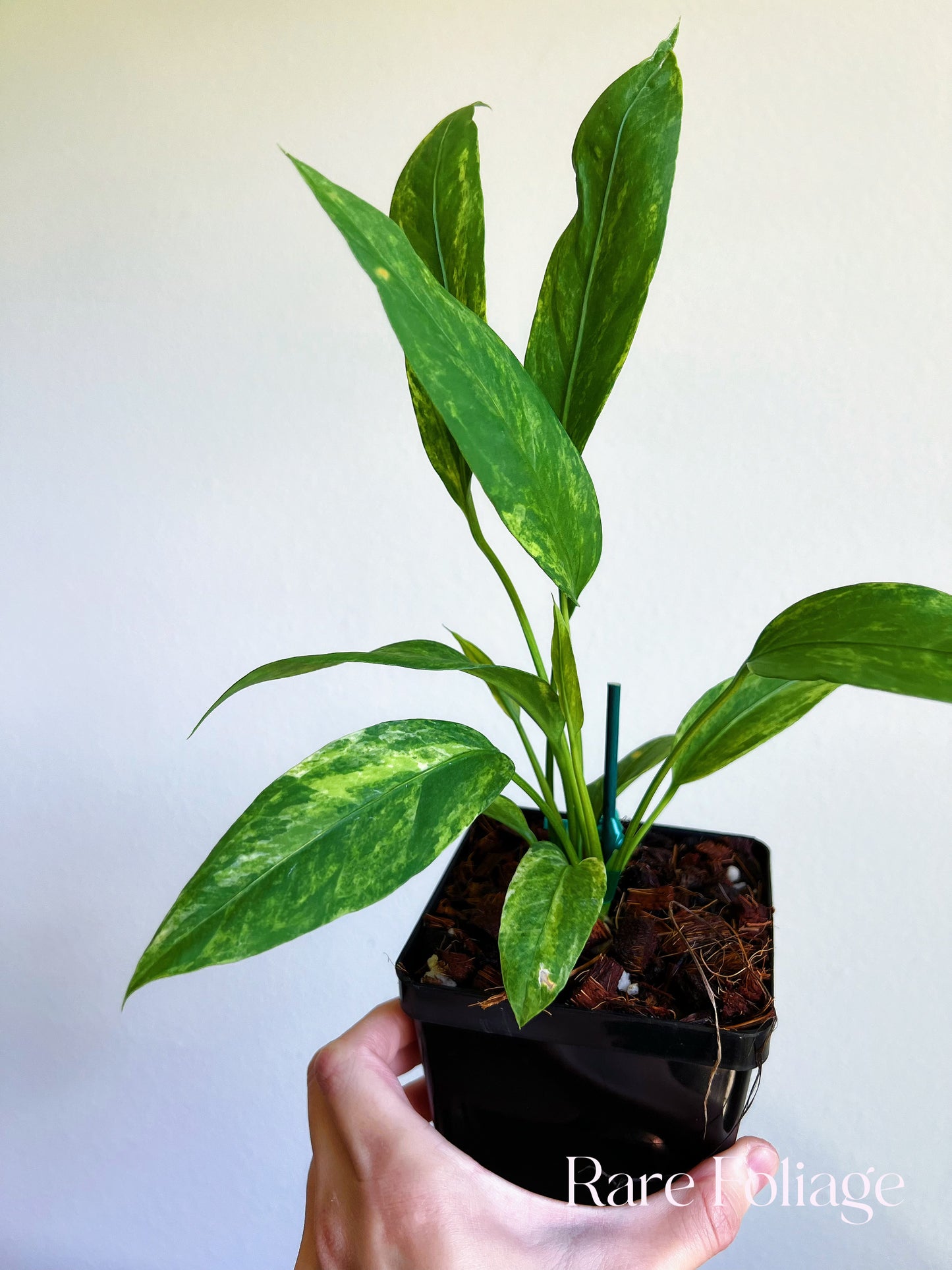 Anthurium Vittarifolium Variegted 4"