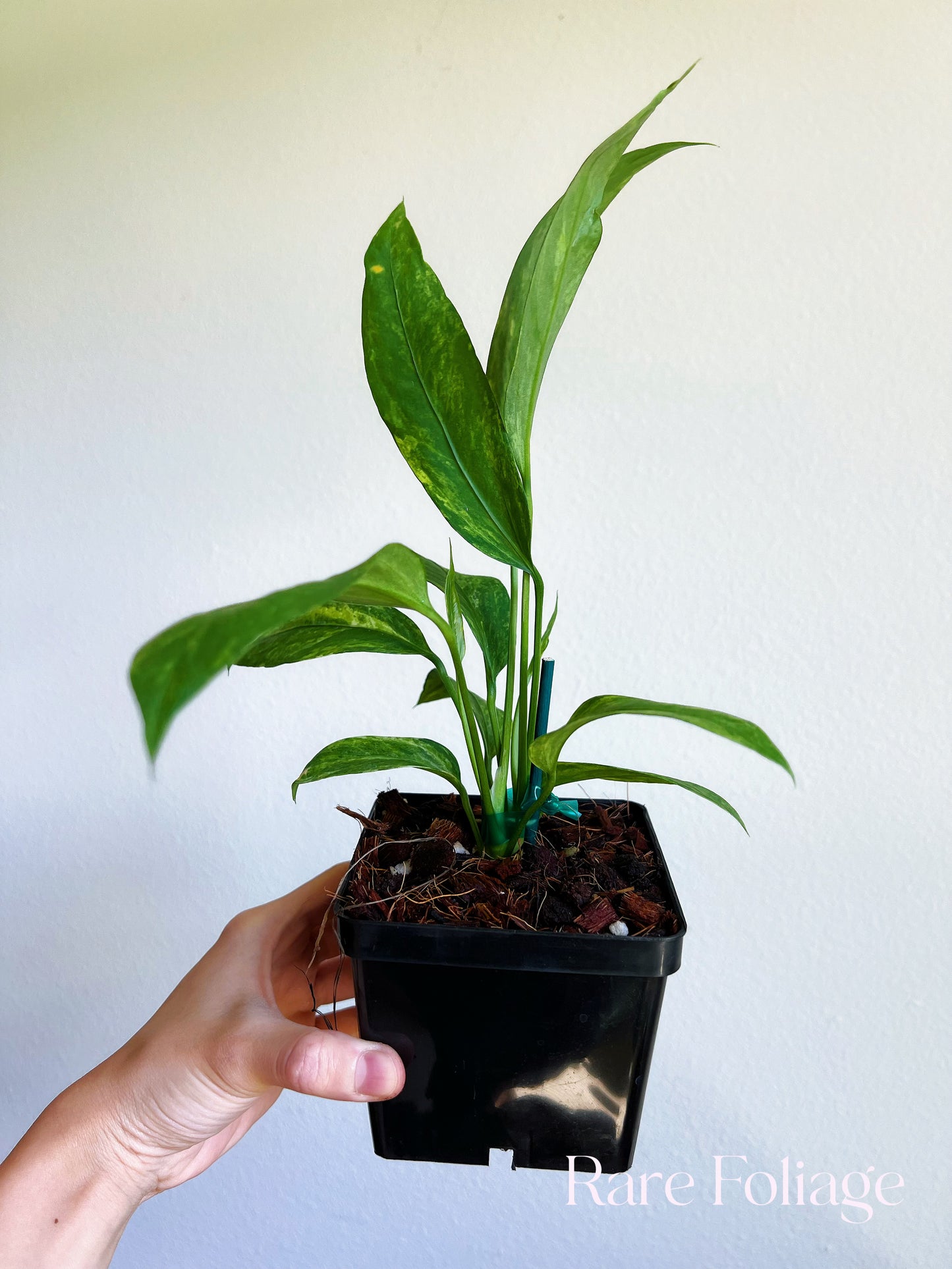 Anthurium Vittarifolium Variegted 4"