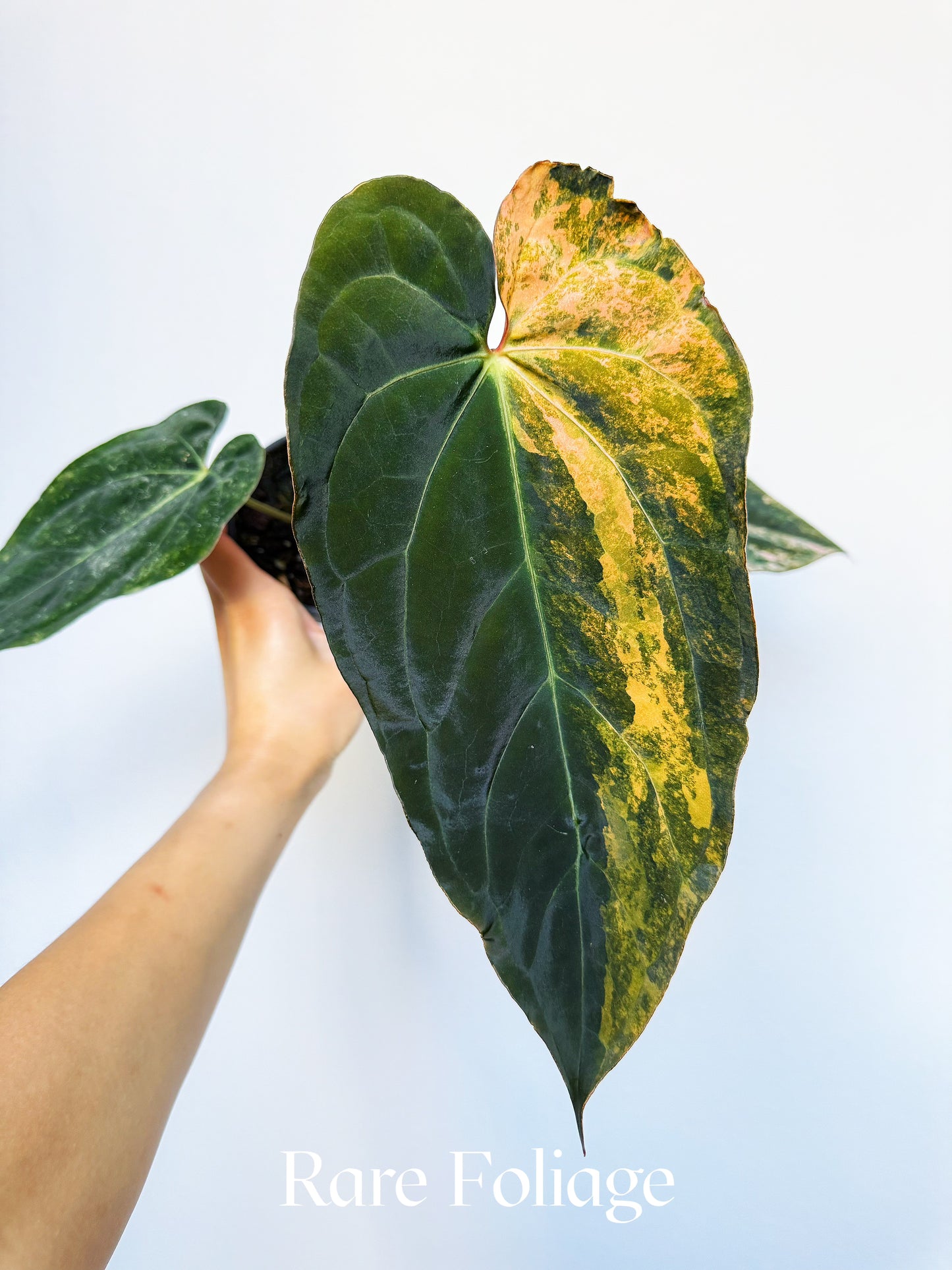 Anthurium (golden sunrise x kos pink) x (red vein dark phoenix) 4" Exact