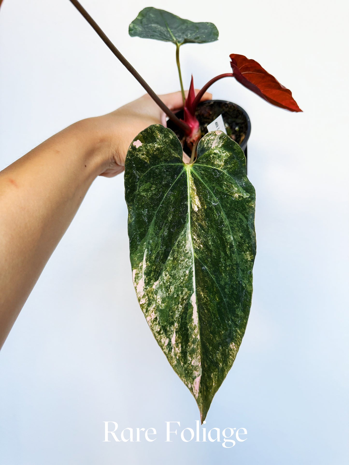 Anthurium (golden sunrise x kos pink) x (red vein dark phoenix) 4" Exact
