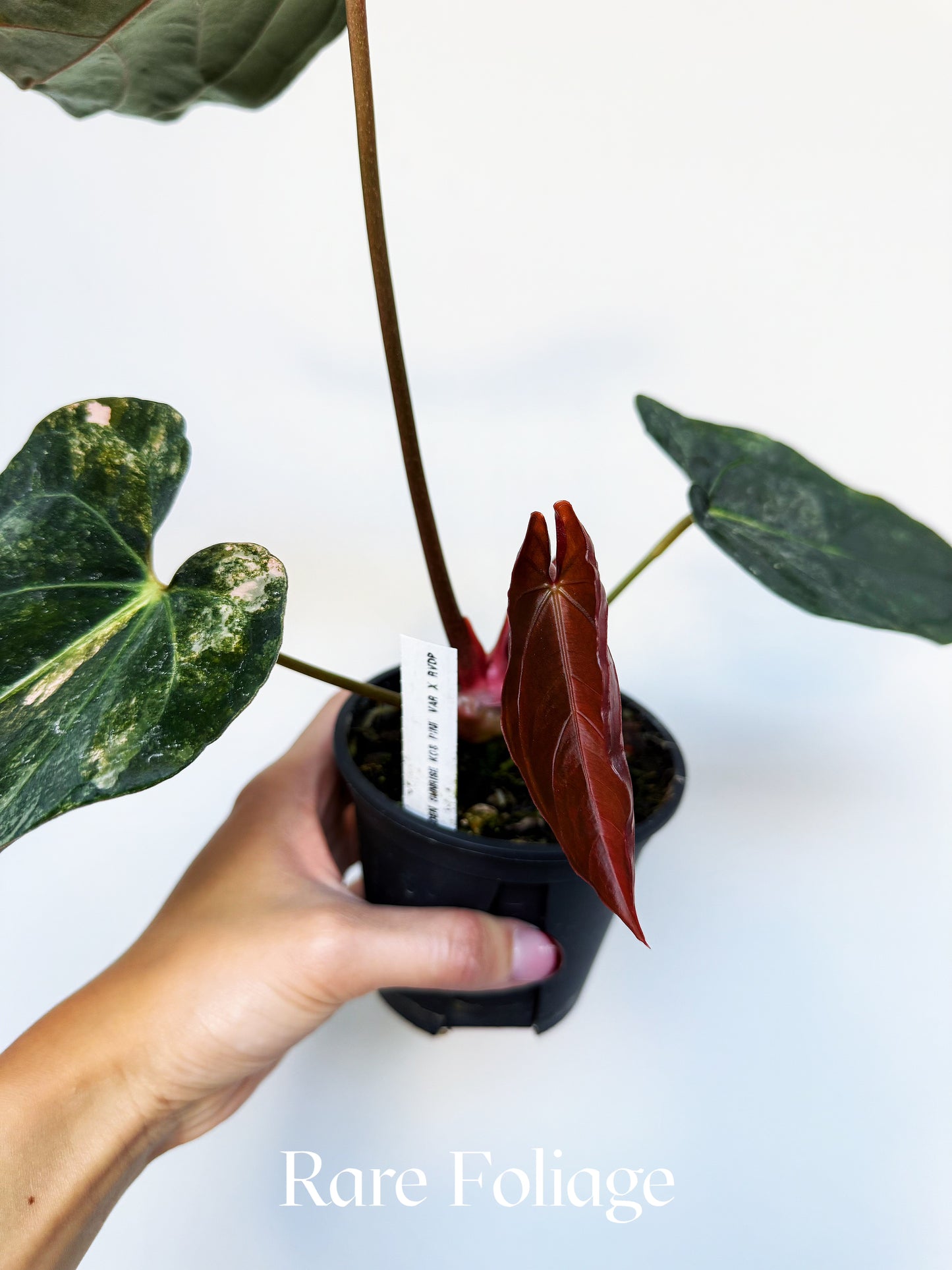 Anthurium (golden sunrise x kos pink) x (red vein dark phoenix) 4" Exact