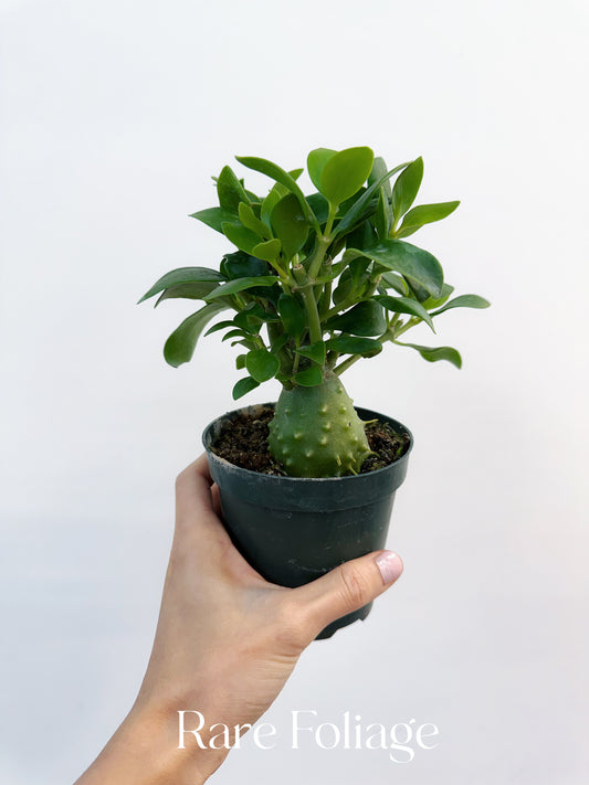 Hydnophytum Papuanum Ant Plant 4”