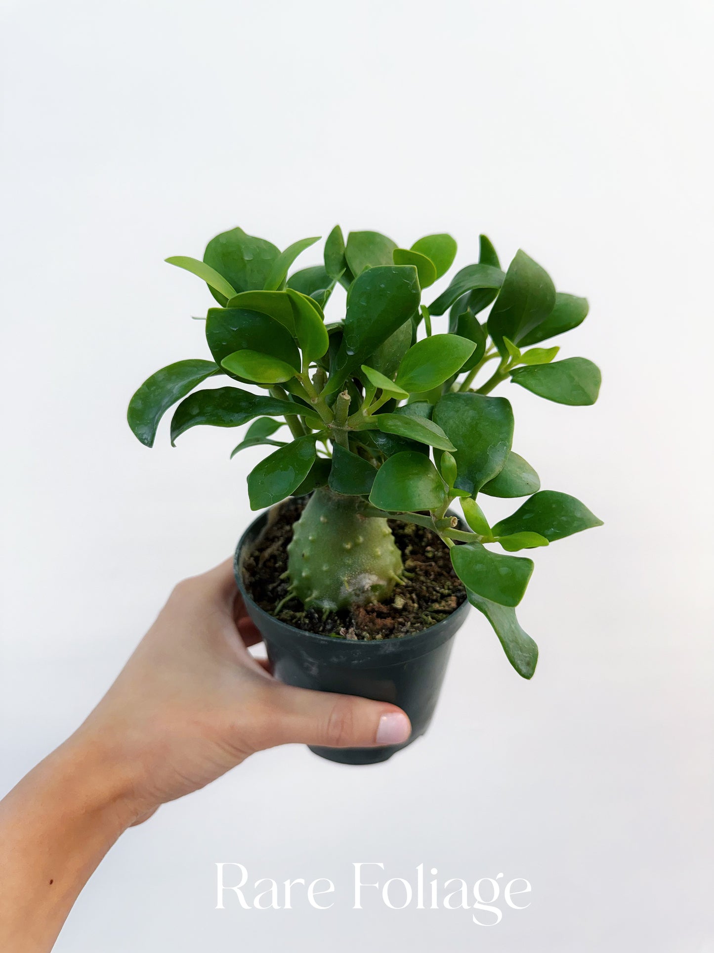 Hydnophytum Papuanum Ant Plant 4”